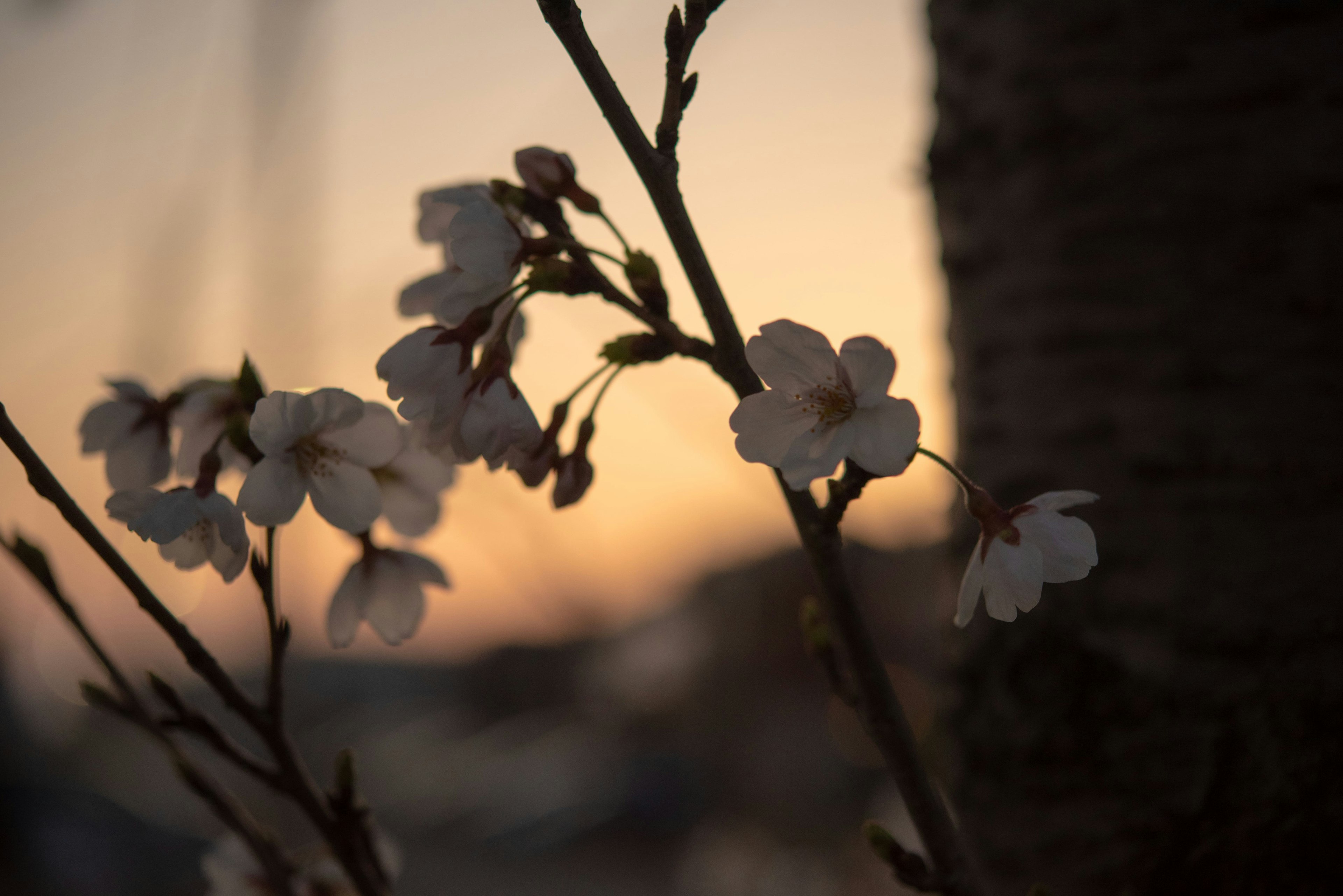 Nahaufnahme von Kirschblüten vor einem Sonnenuntergang