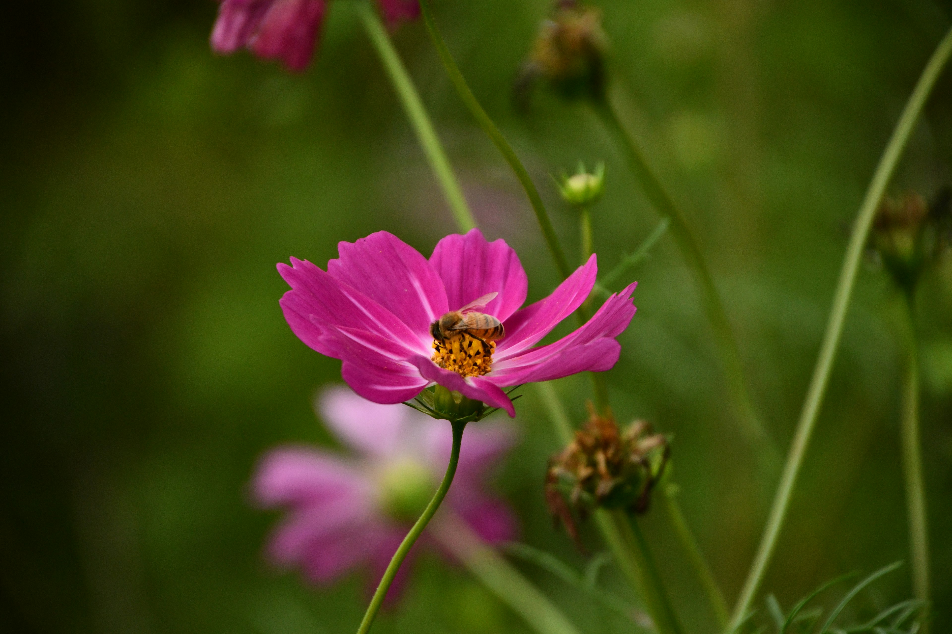 Vibrante rosa Blume vor grünem Hintergrund