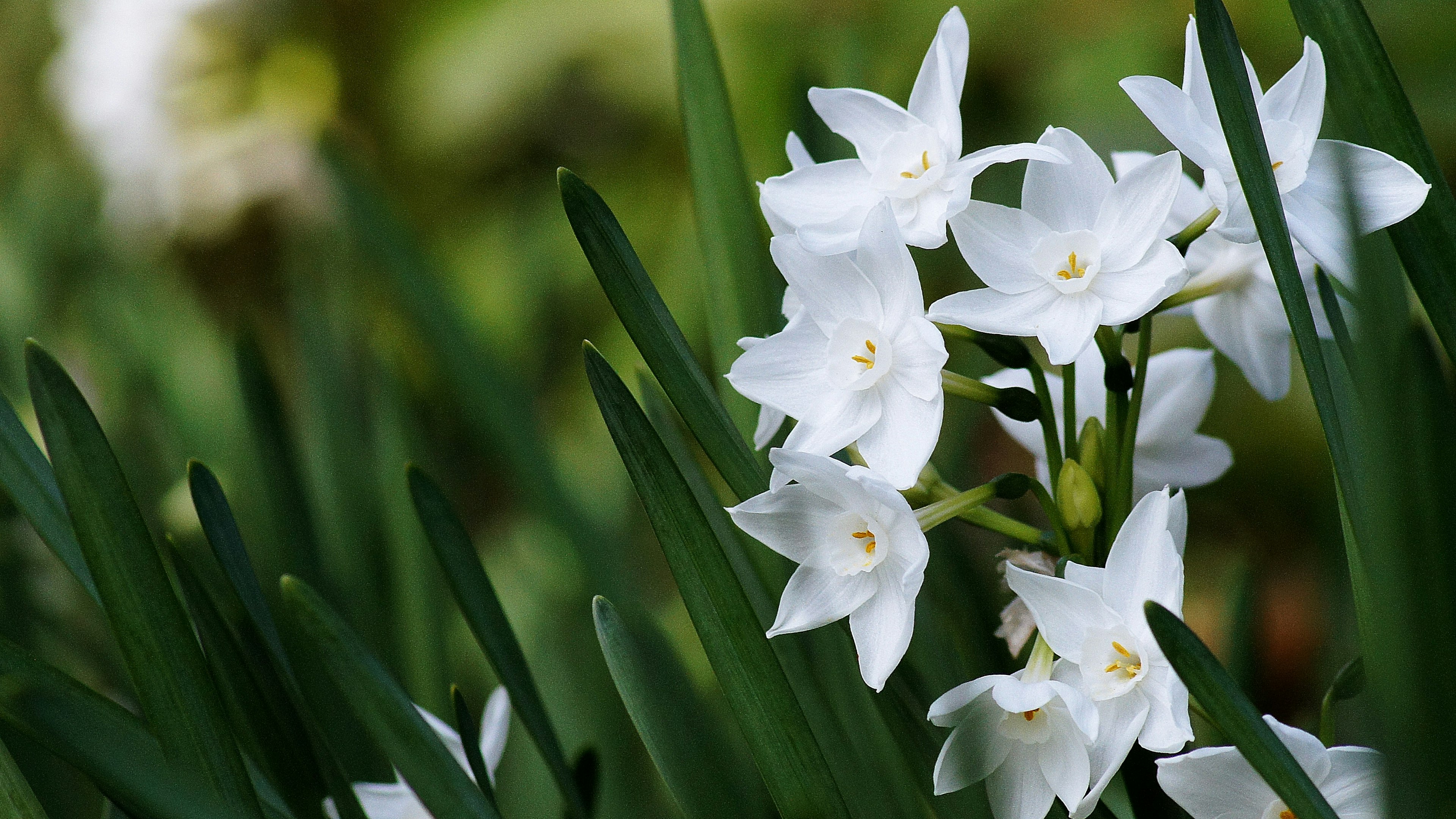 Close-up of white flowers among green leaves