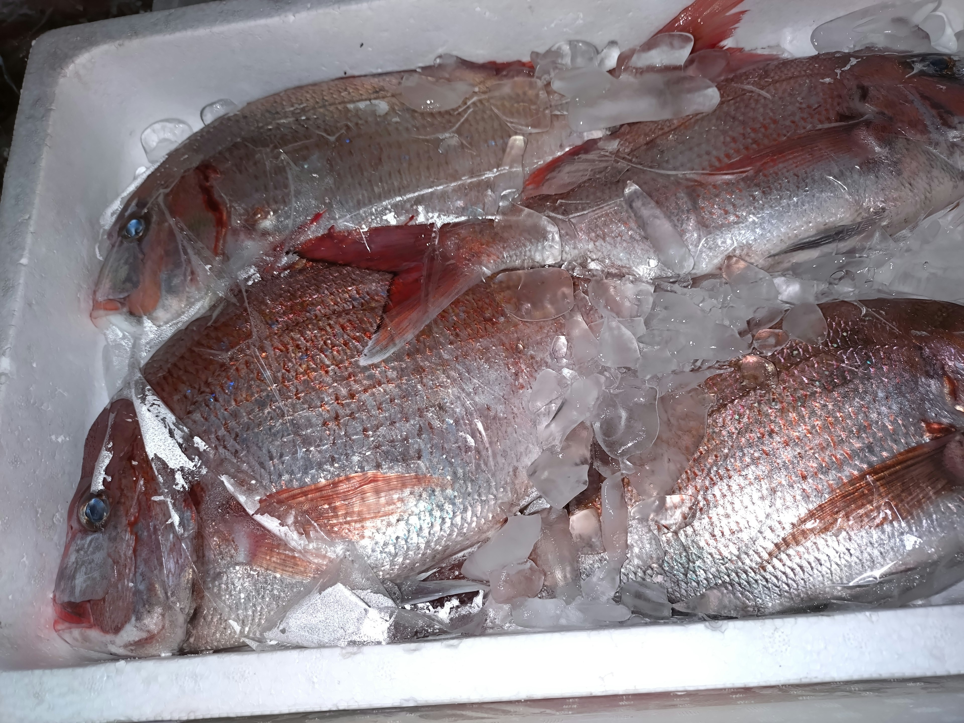 Pescado fresco sobre hielo en una bandeja de exhibición