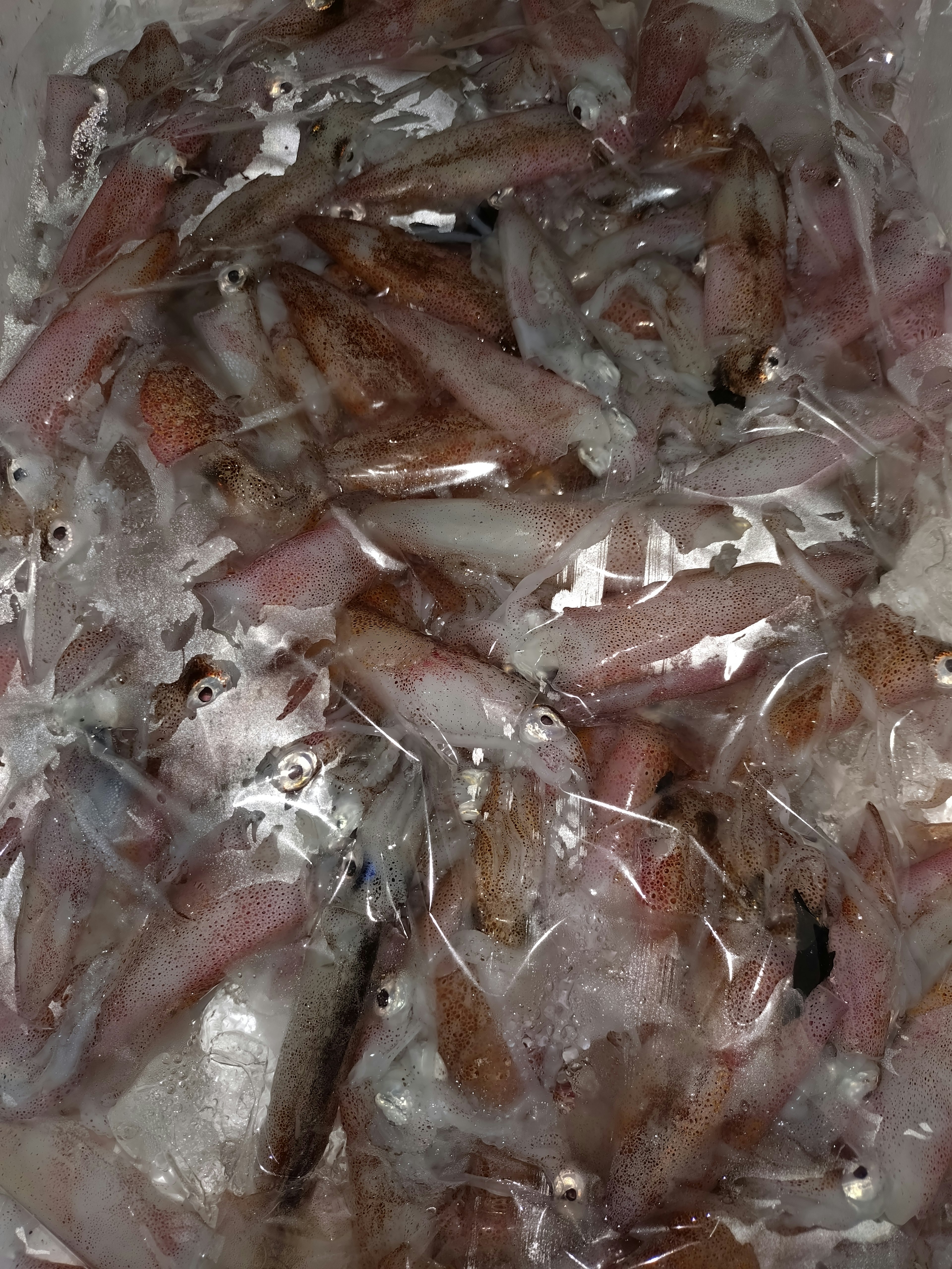 Small fish packed in a transparent bag