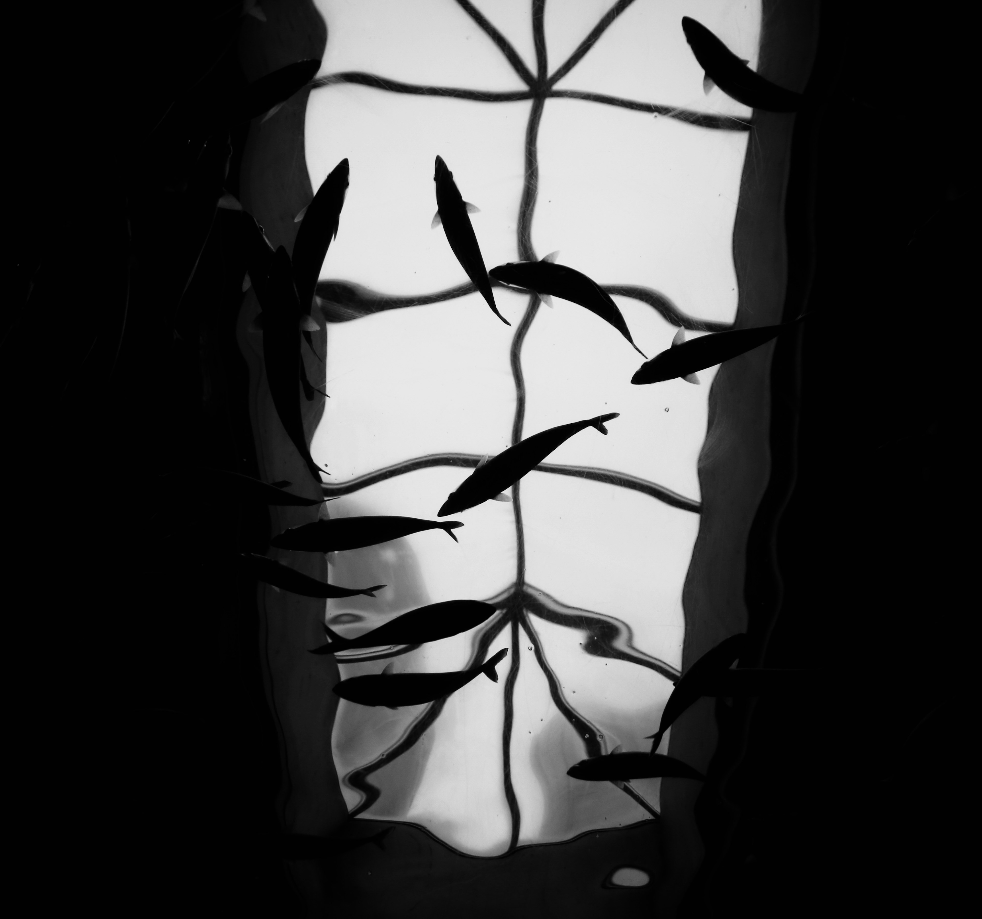 Black and white image featuring fish and plant shadows reflected on water