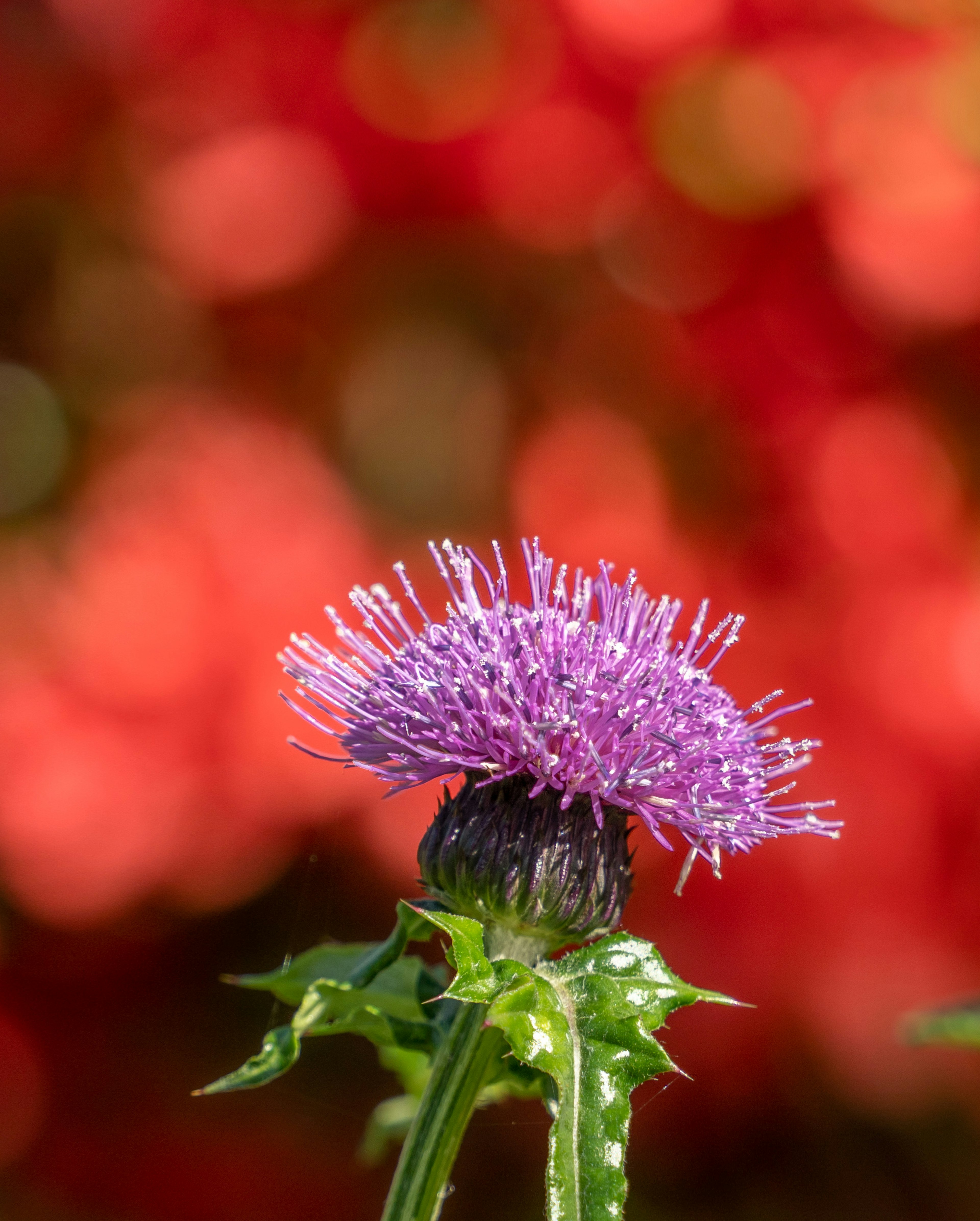 Une fleur violette avec des feuilles épineuses sur fond rouge flou