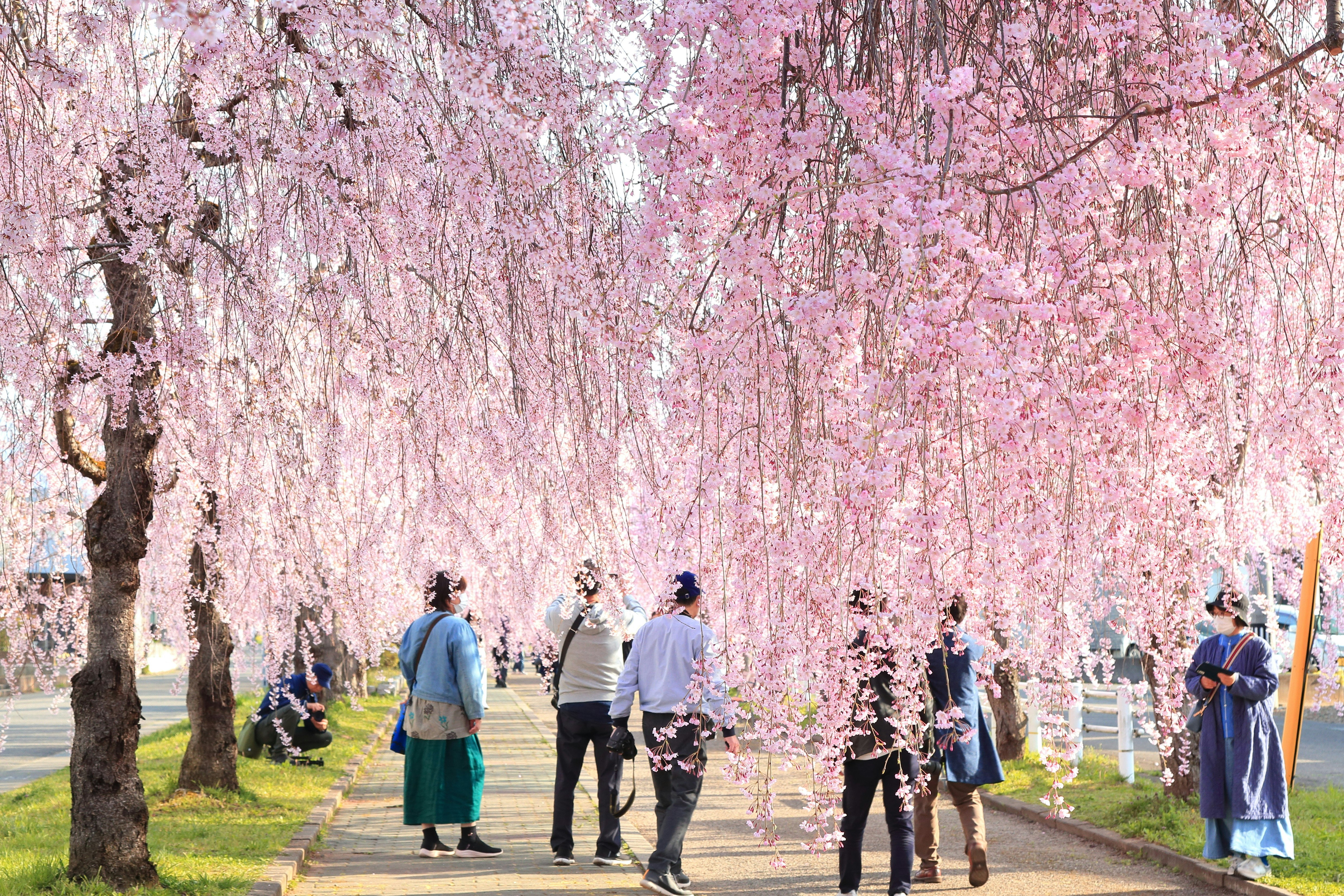 桜花爛漫 桜ぷりんギフト 3種セット 6個入り（送料込・税込