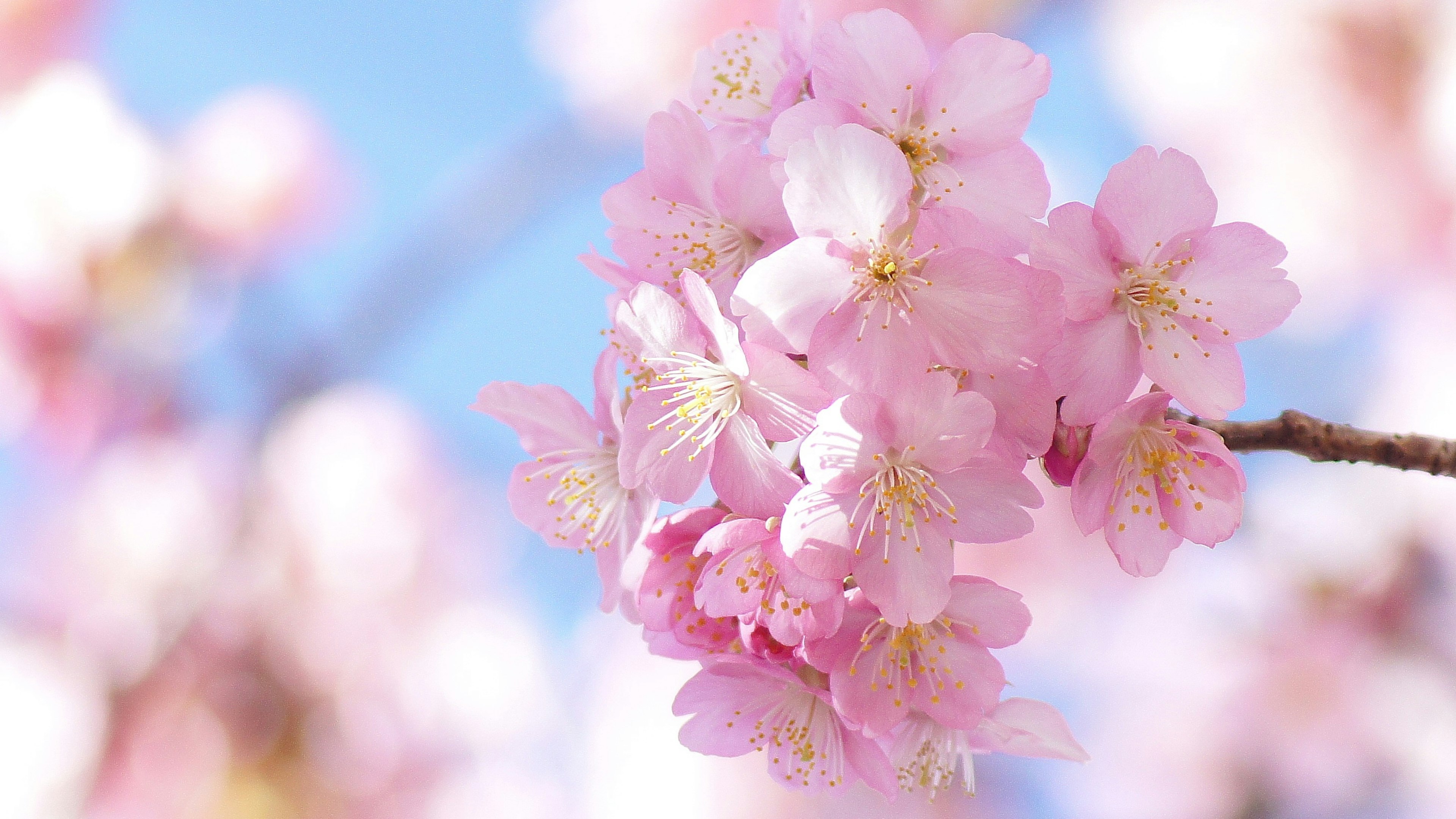 Beautiful pink cherry blossoms blooming under a blue sky