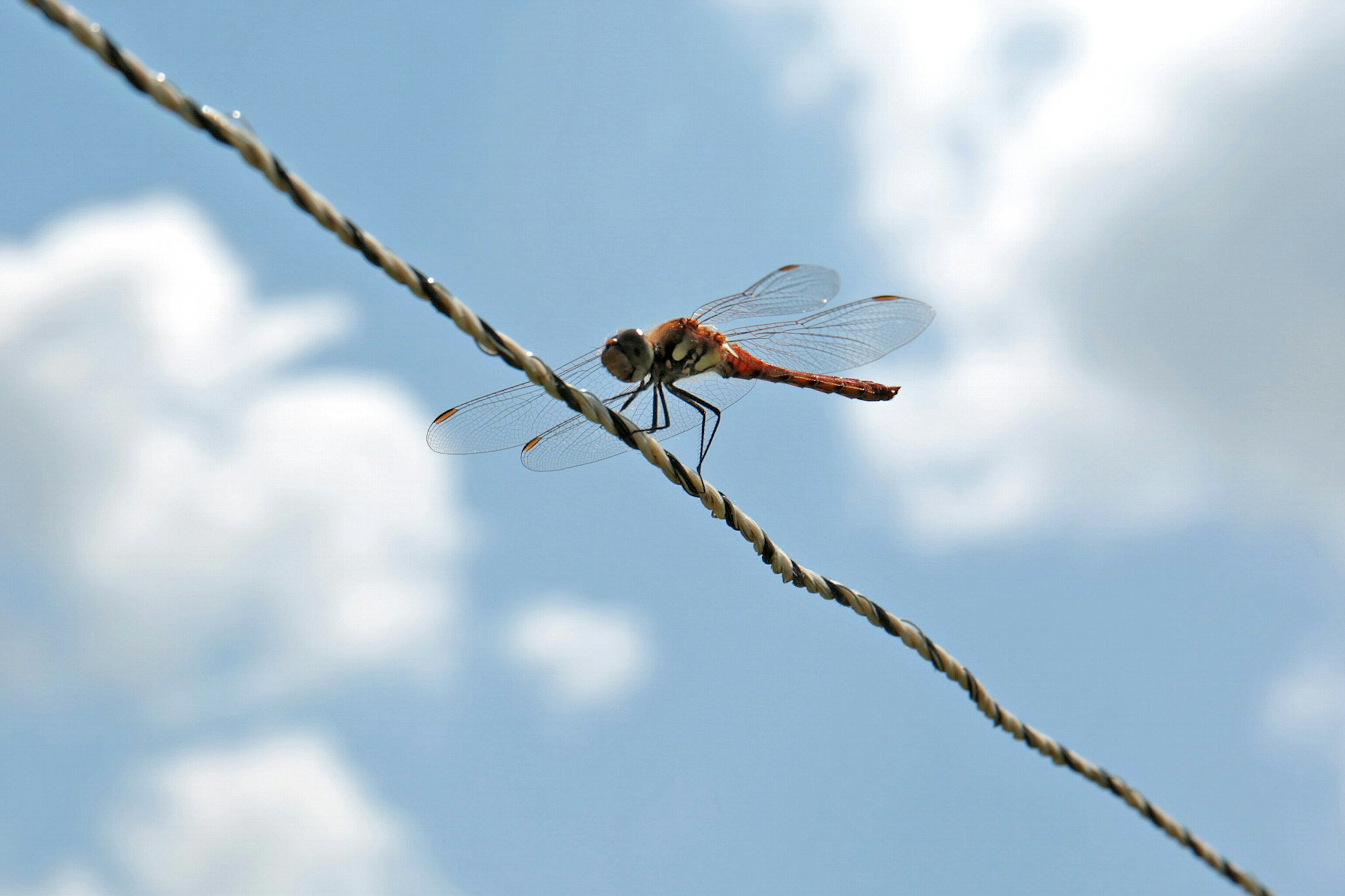 Libellule rouge posée sur une corde sous un ciel bleu