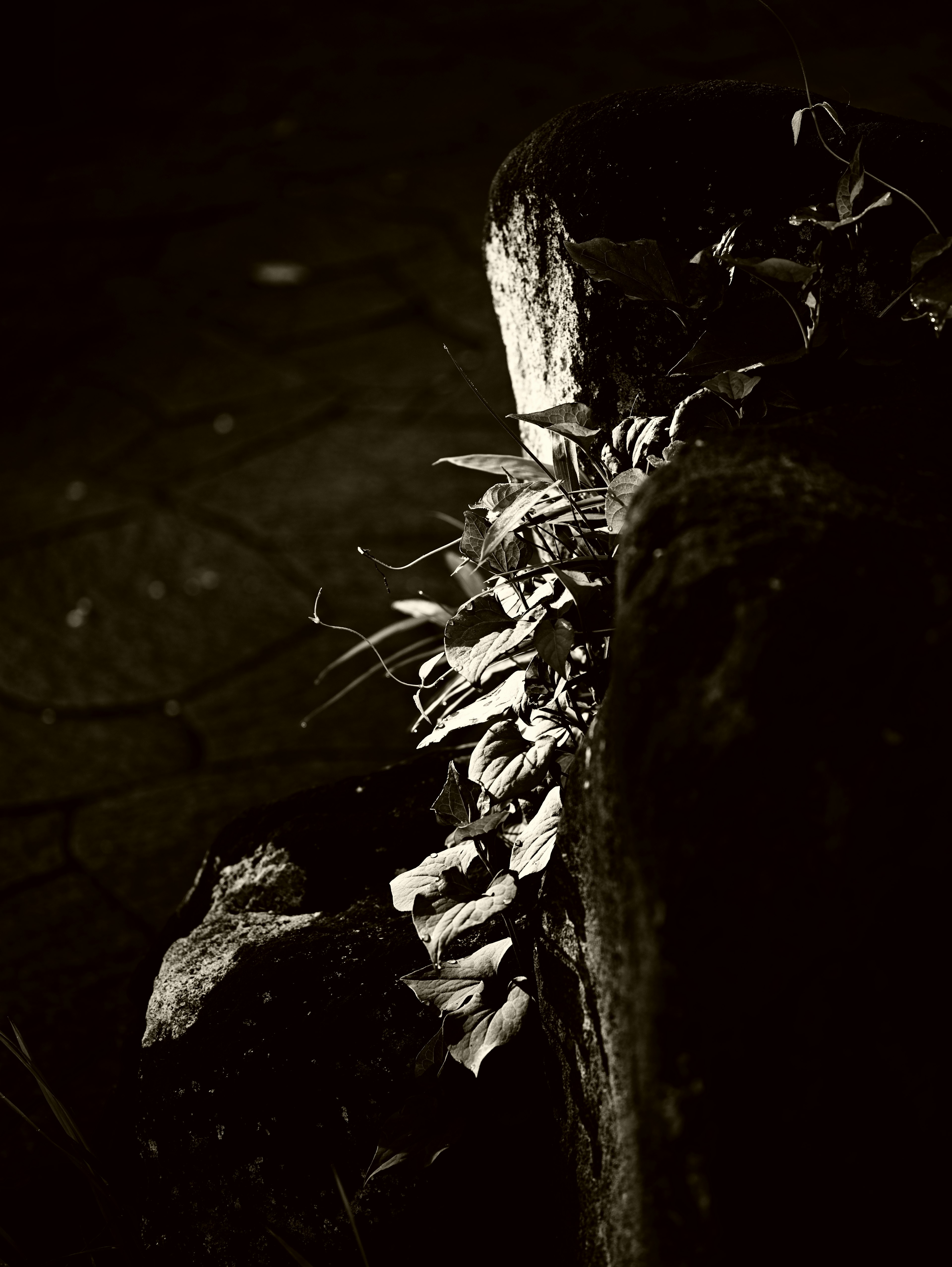 Close-up of a rock with leaves illuminated against a dark background