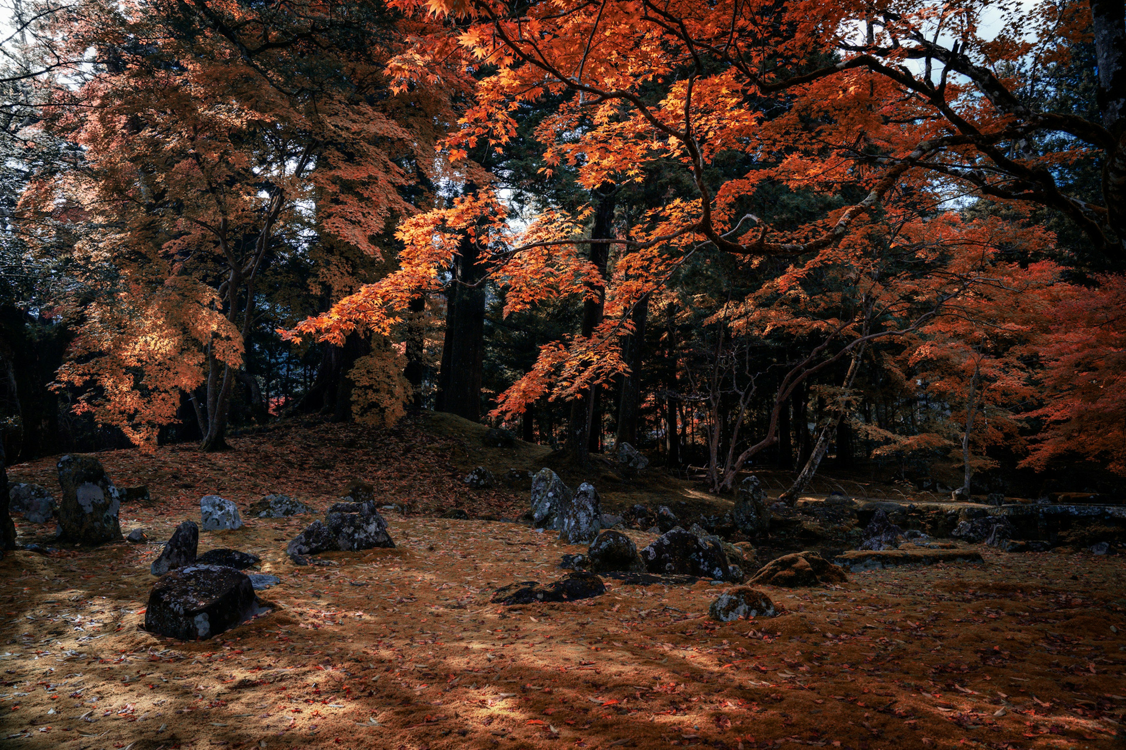 Forest scene with vibrant autumn foliage and scattered stones