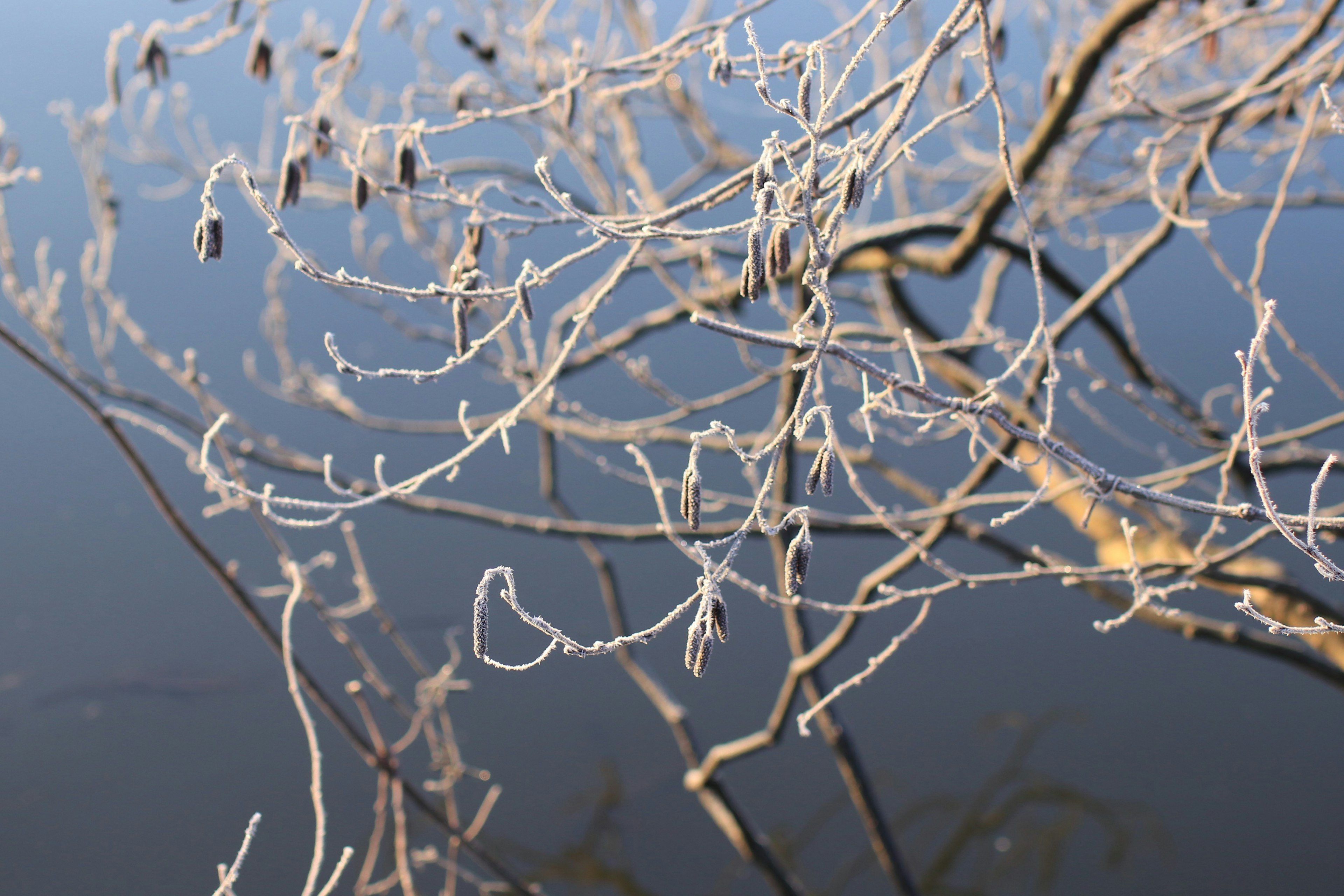 Mit Frost bedeckte Äste mit Reflexionen auf der Wasseroberfläche