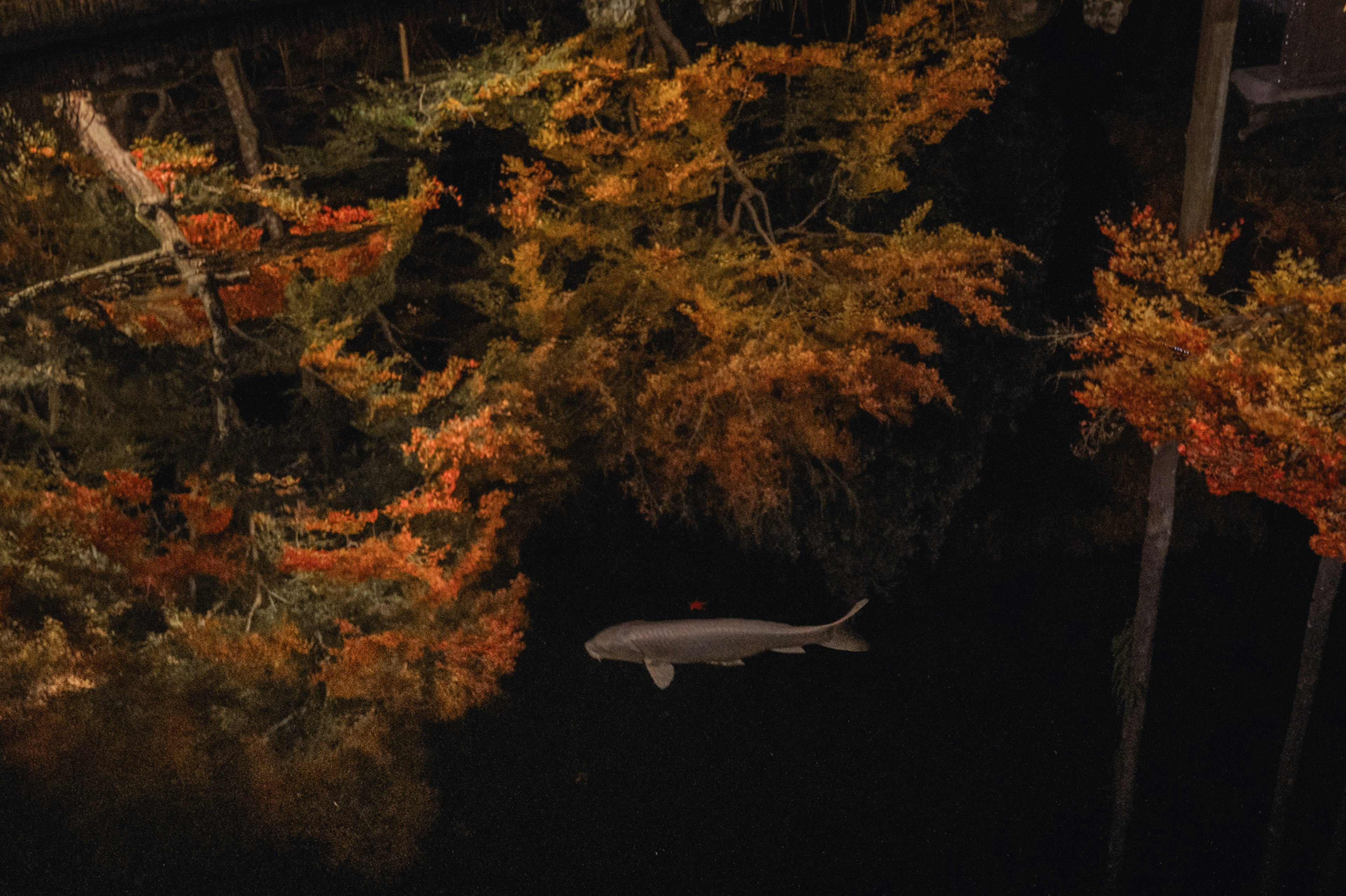 Un pez nadando en un estanque tranquilo que refleja el follaje de otoño