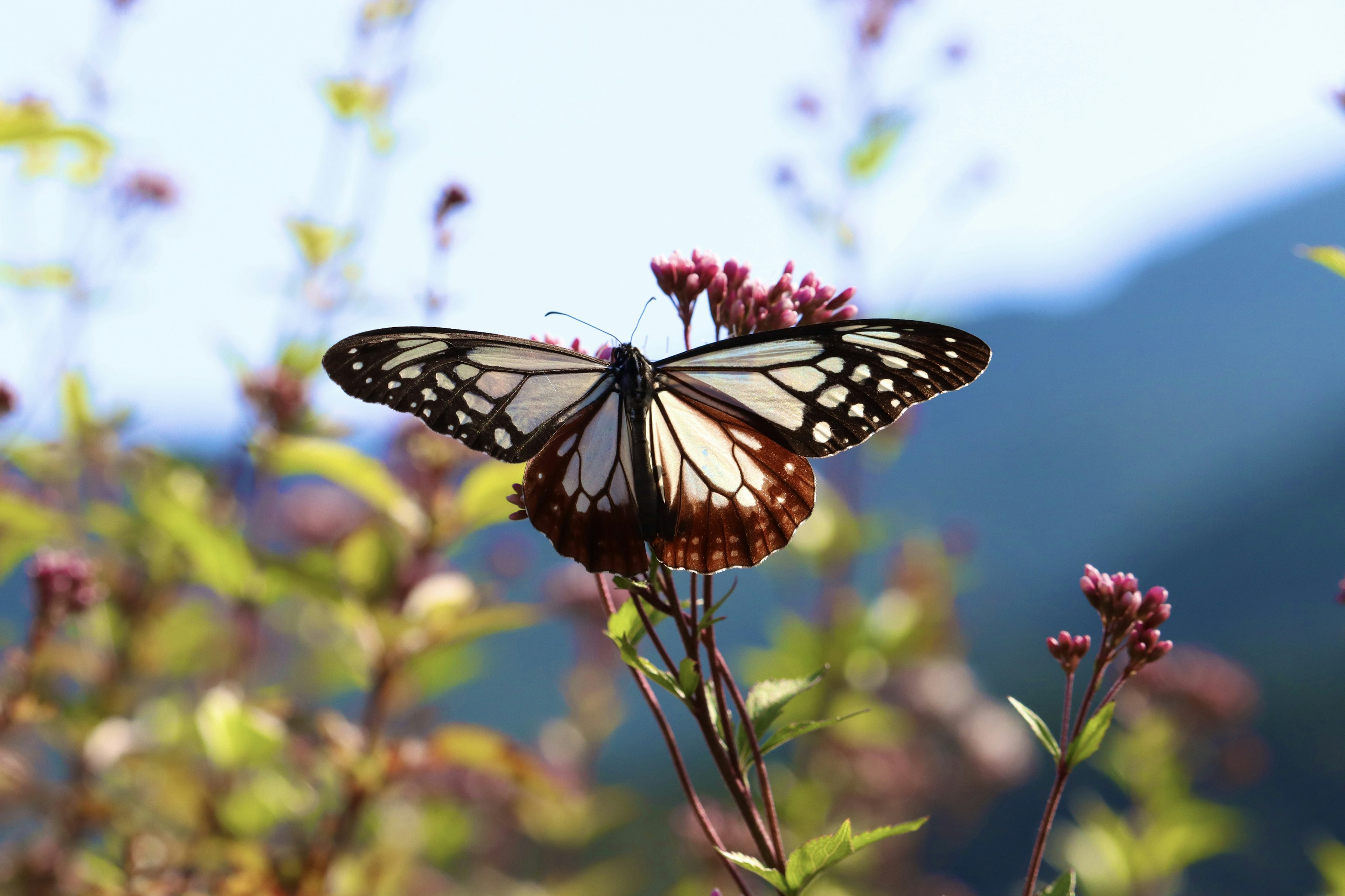 Ein schöner Schmetterling, der auf Blumen in einer natürlichen Umgebung sitzt