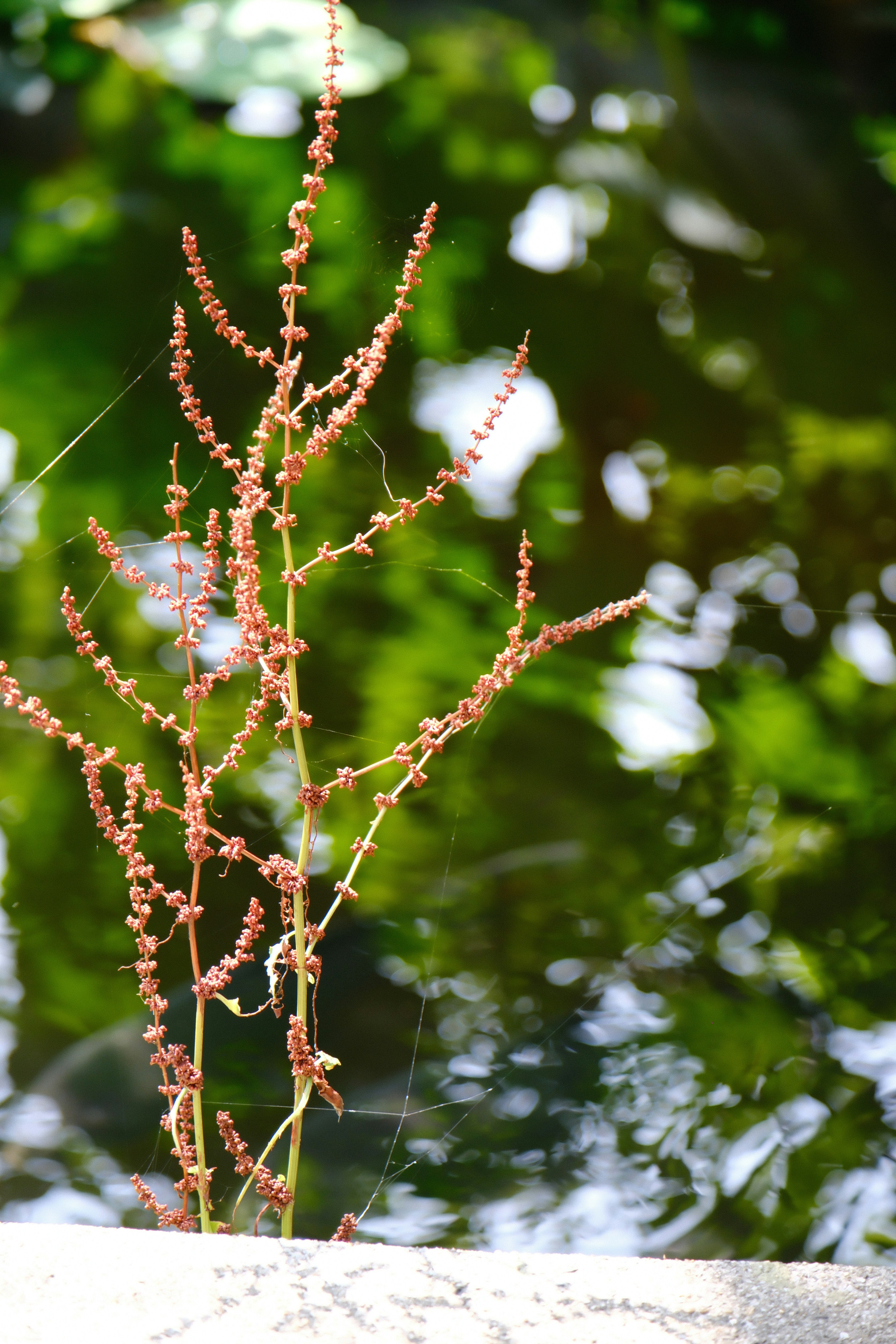 A plant stem standing by the water with a green background