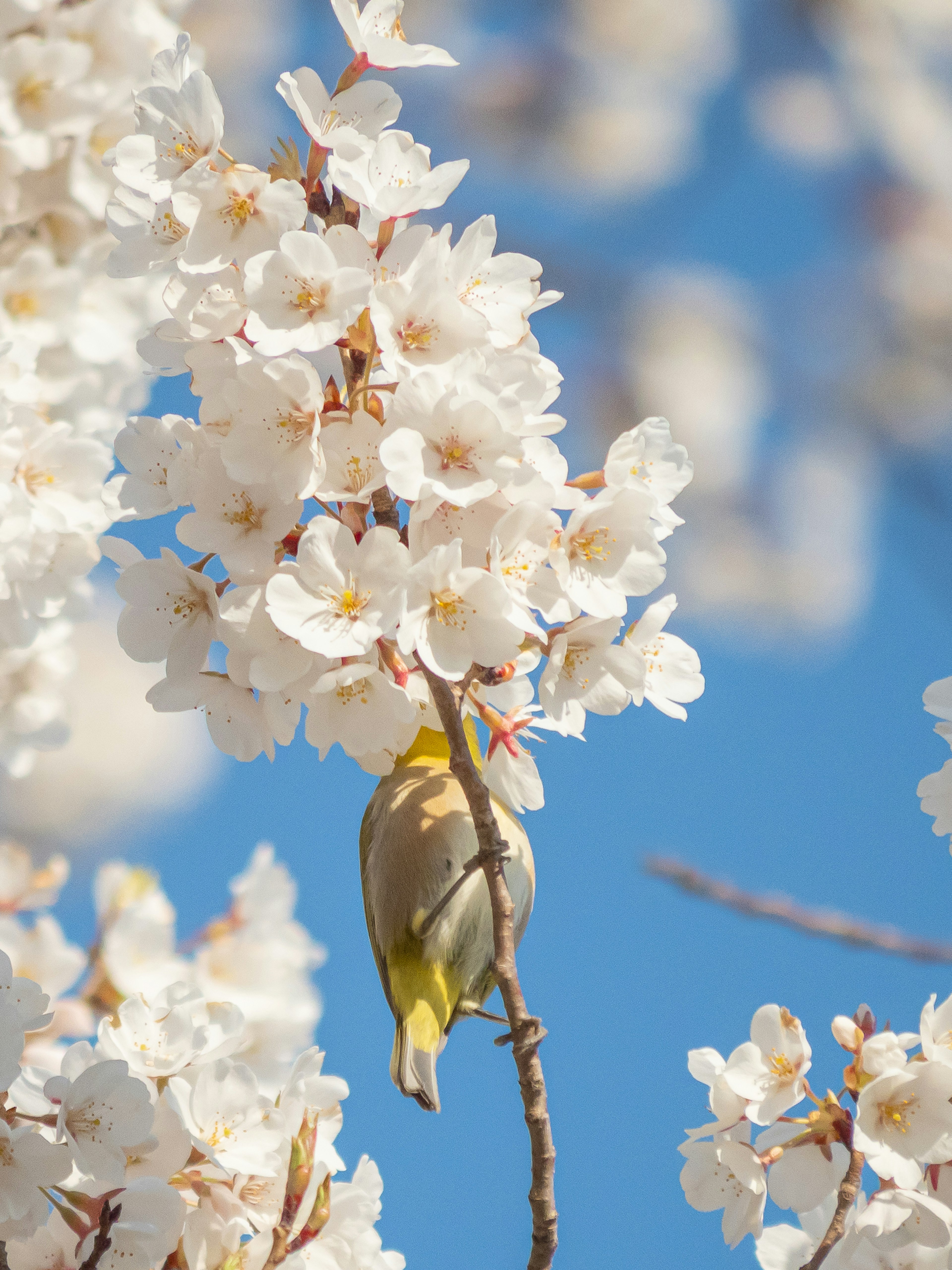 Primo piano di un uccello tra i fiori di ciliegio