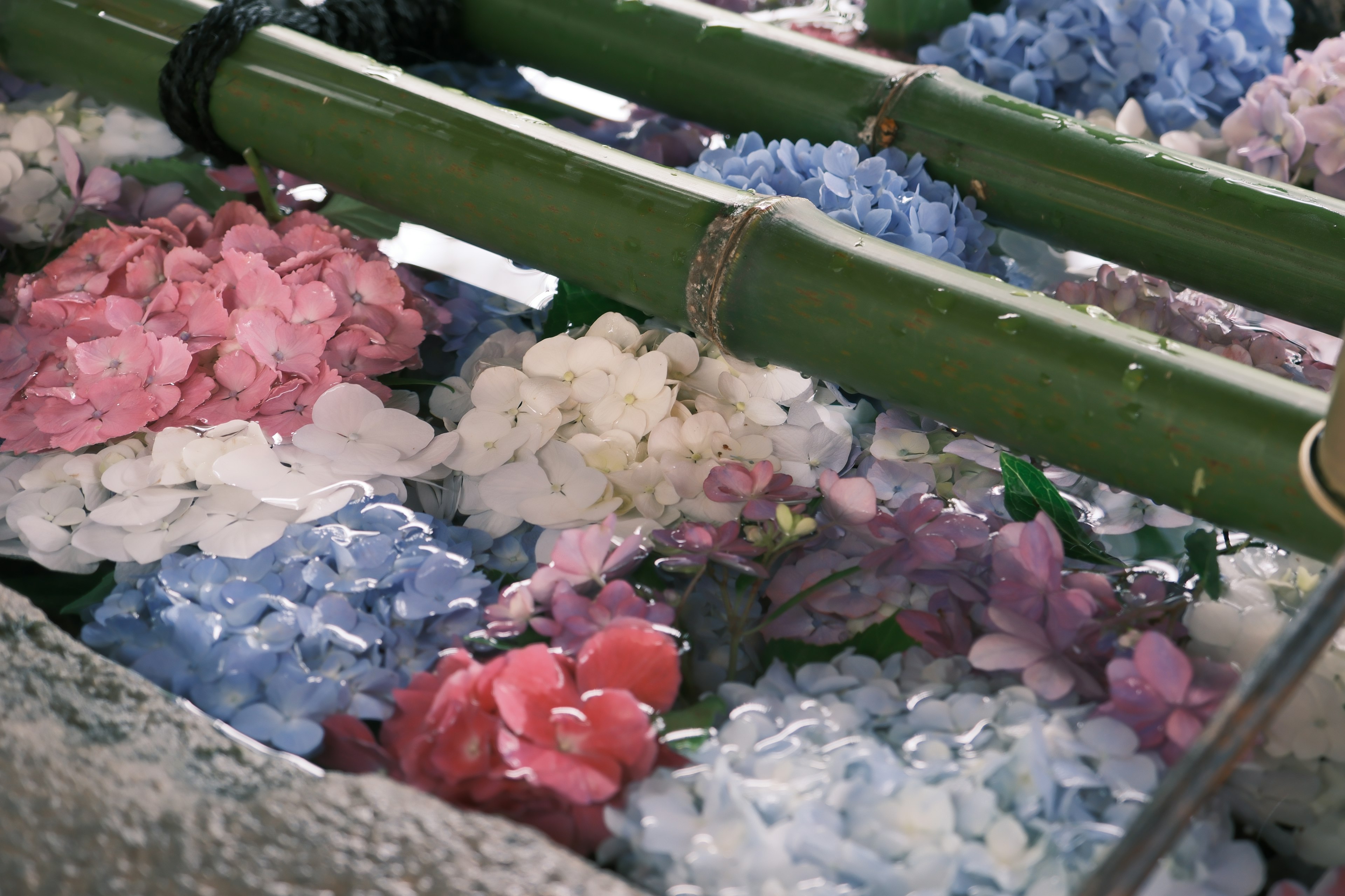 Fleurs colorées disposées sur du bambou