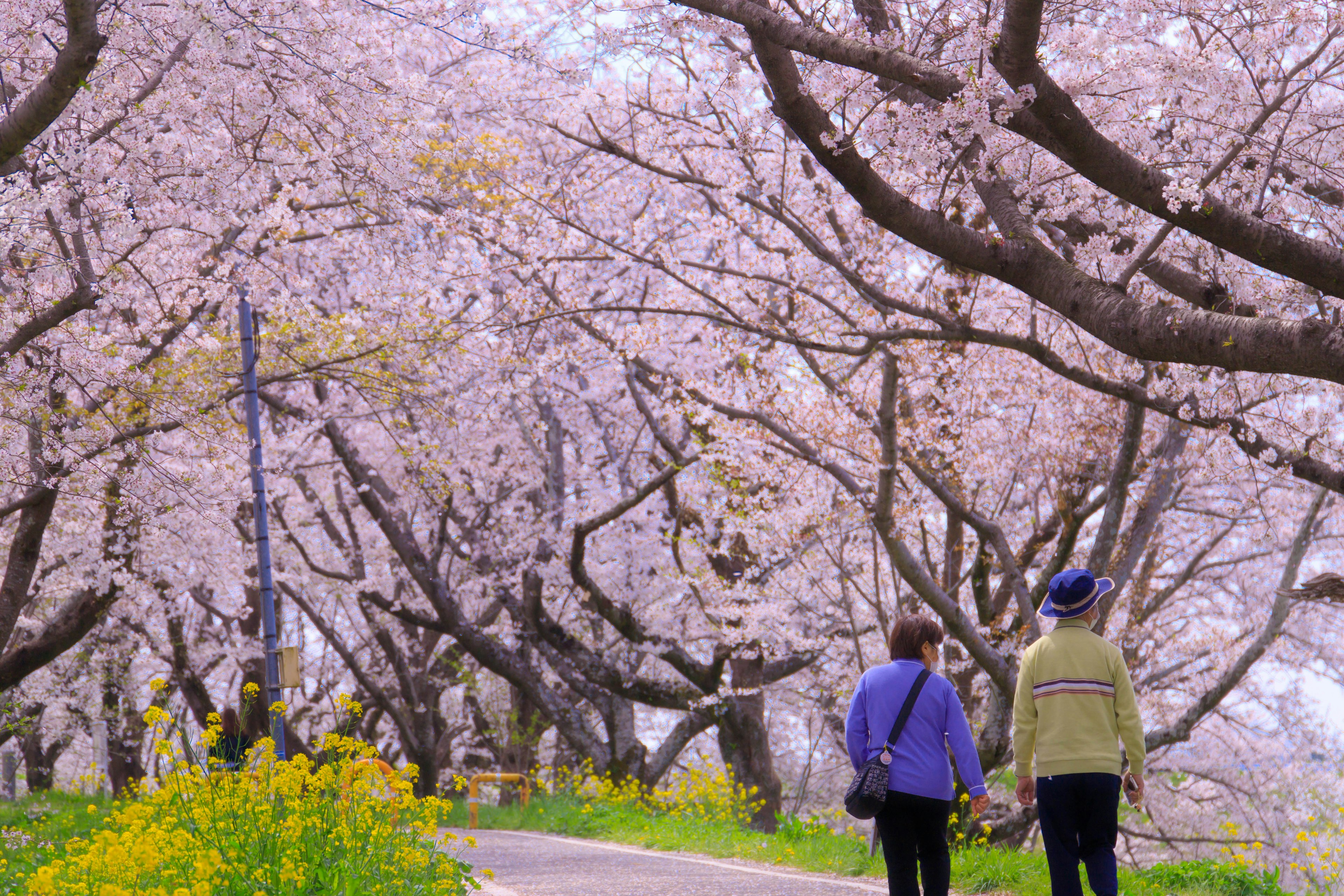 Due persone che camminano sotto alberi di ciliegio in fiore con fiori colorati