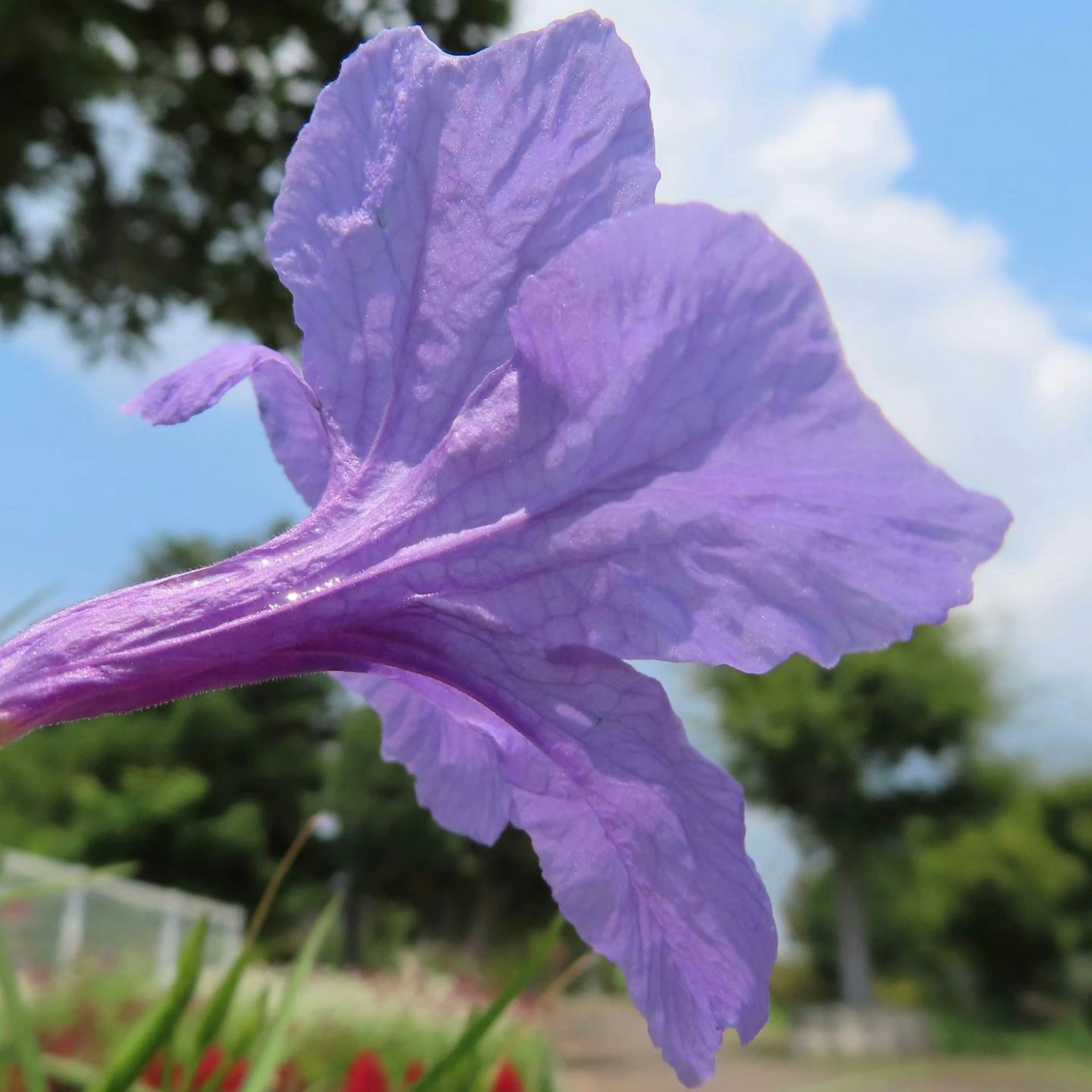 紫色の花びらが青空の下で咲いている様子