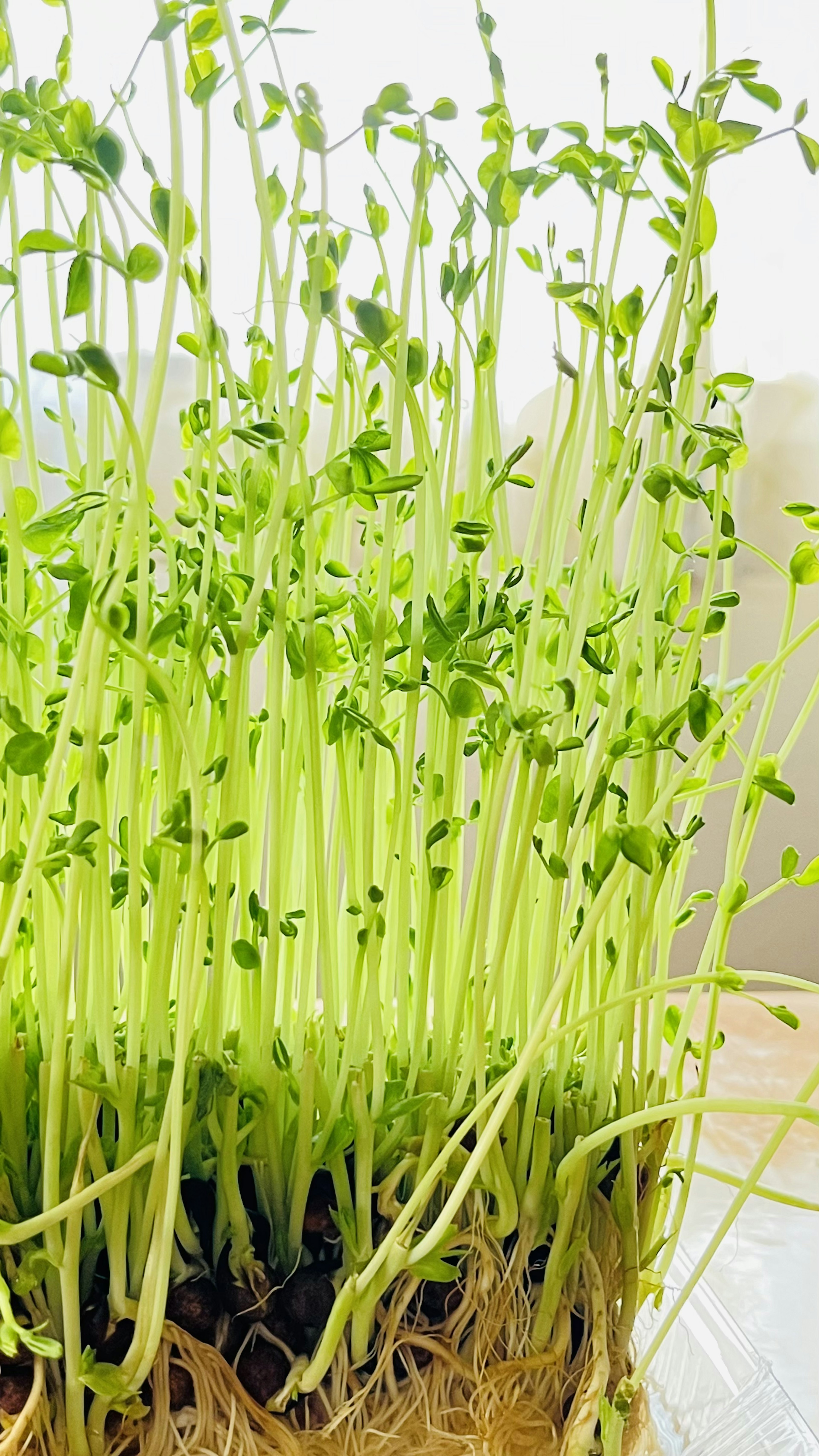 Image of numerous green sprouts with visible roots