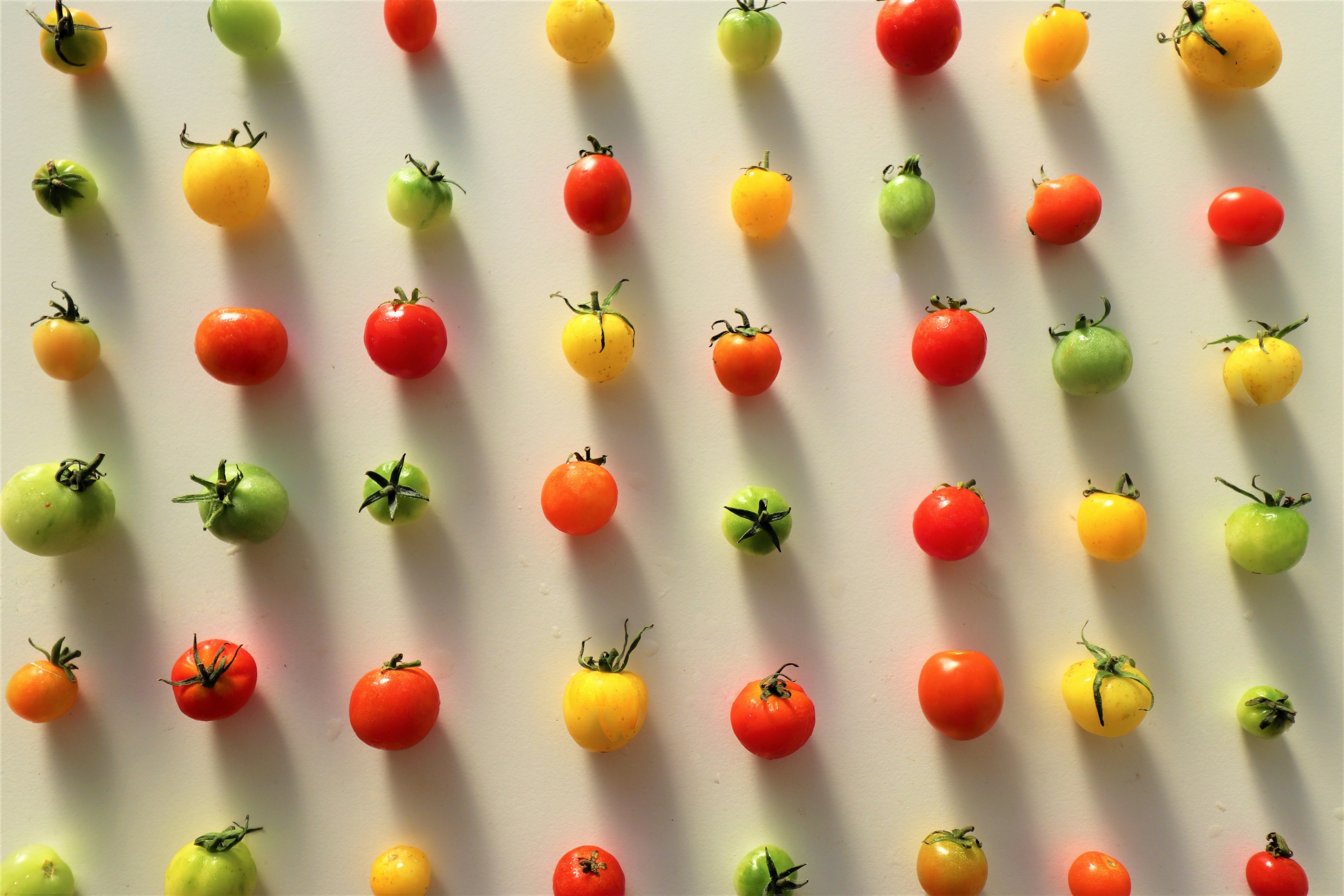 Tomates cherry coloridas dispuestas en un patrón ordenado