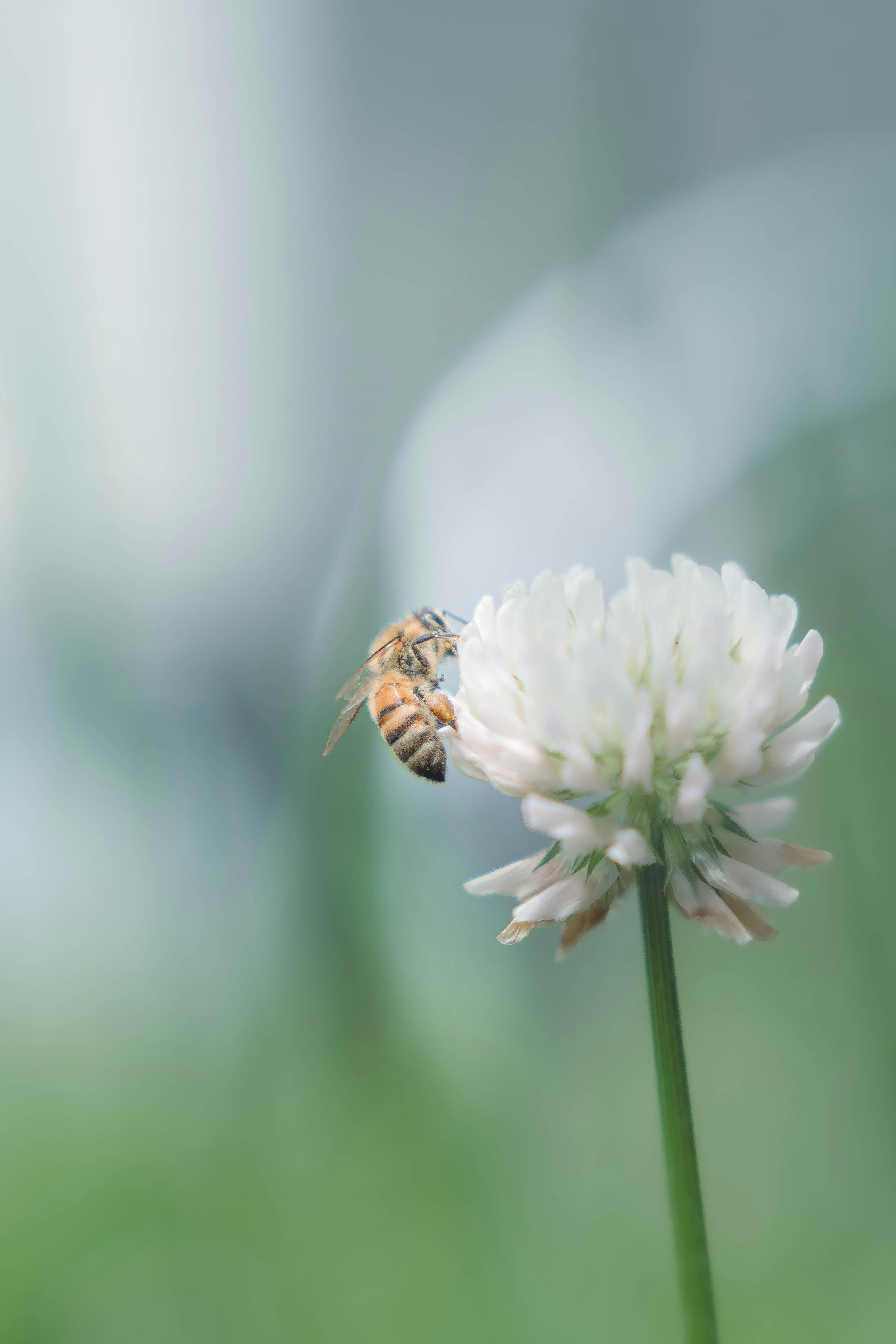 Photo en gros plan d'une abeille sur une fleur blanche