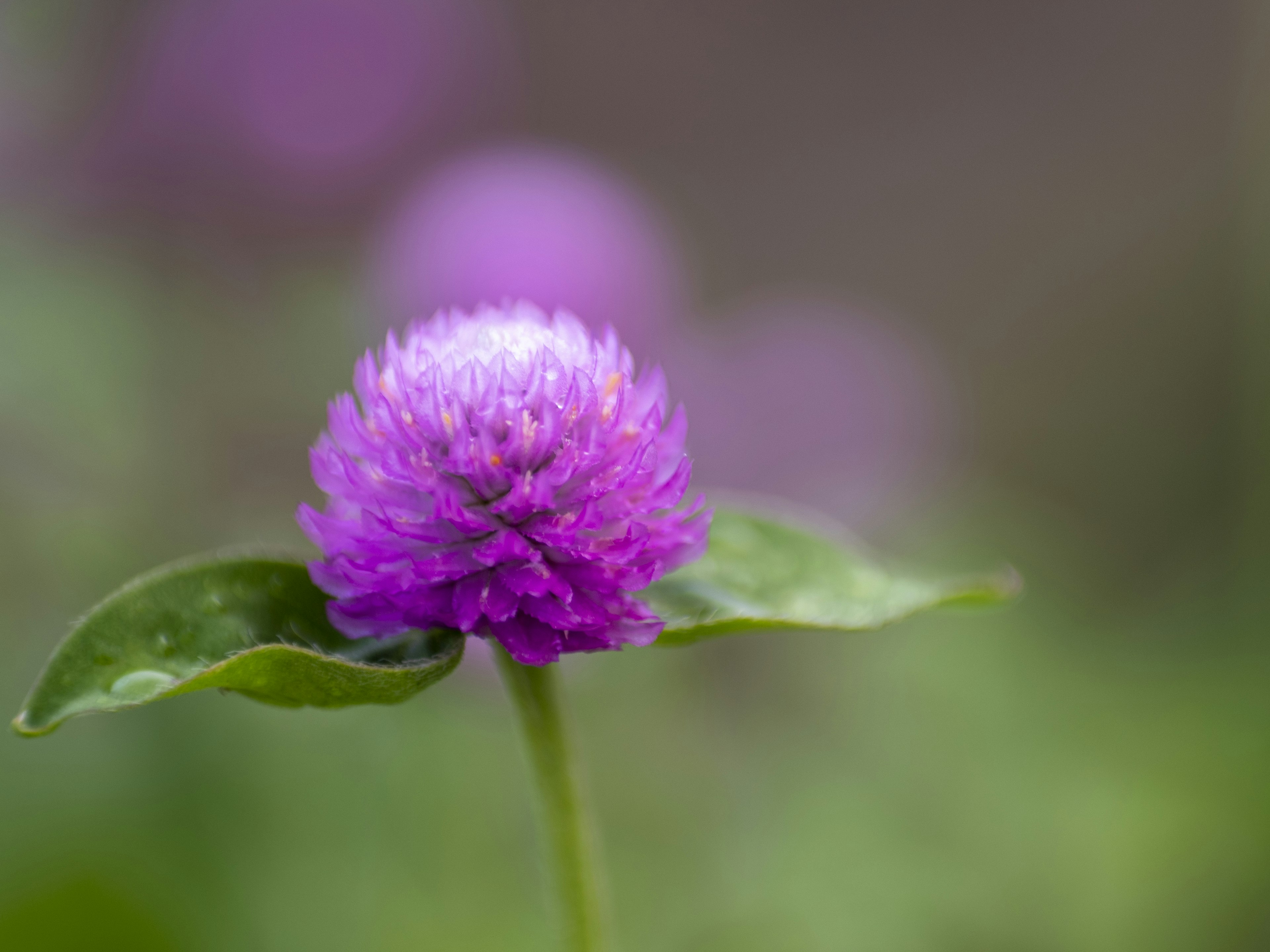 Nahaufnahme einer lila Blume mit grünen Blättern