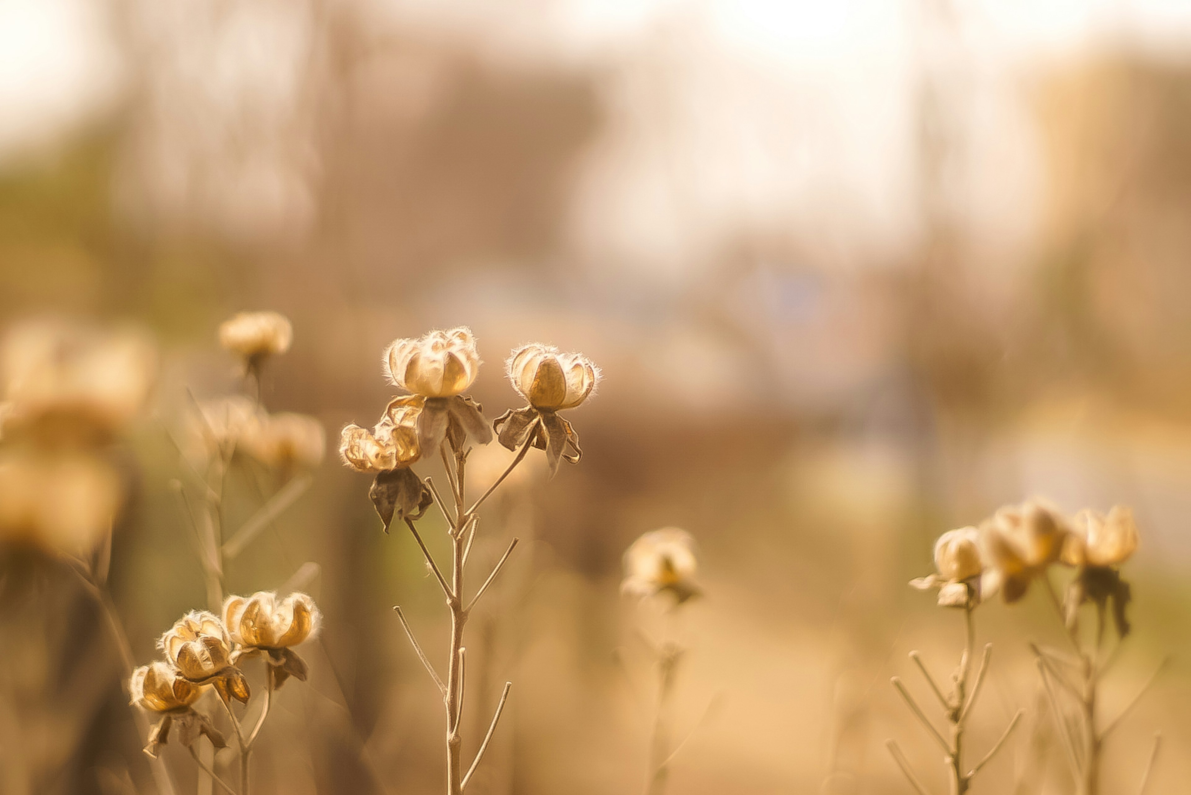 ぼんやりとした背景に焦点を当てた乾燥した花の群れ