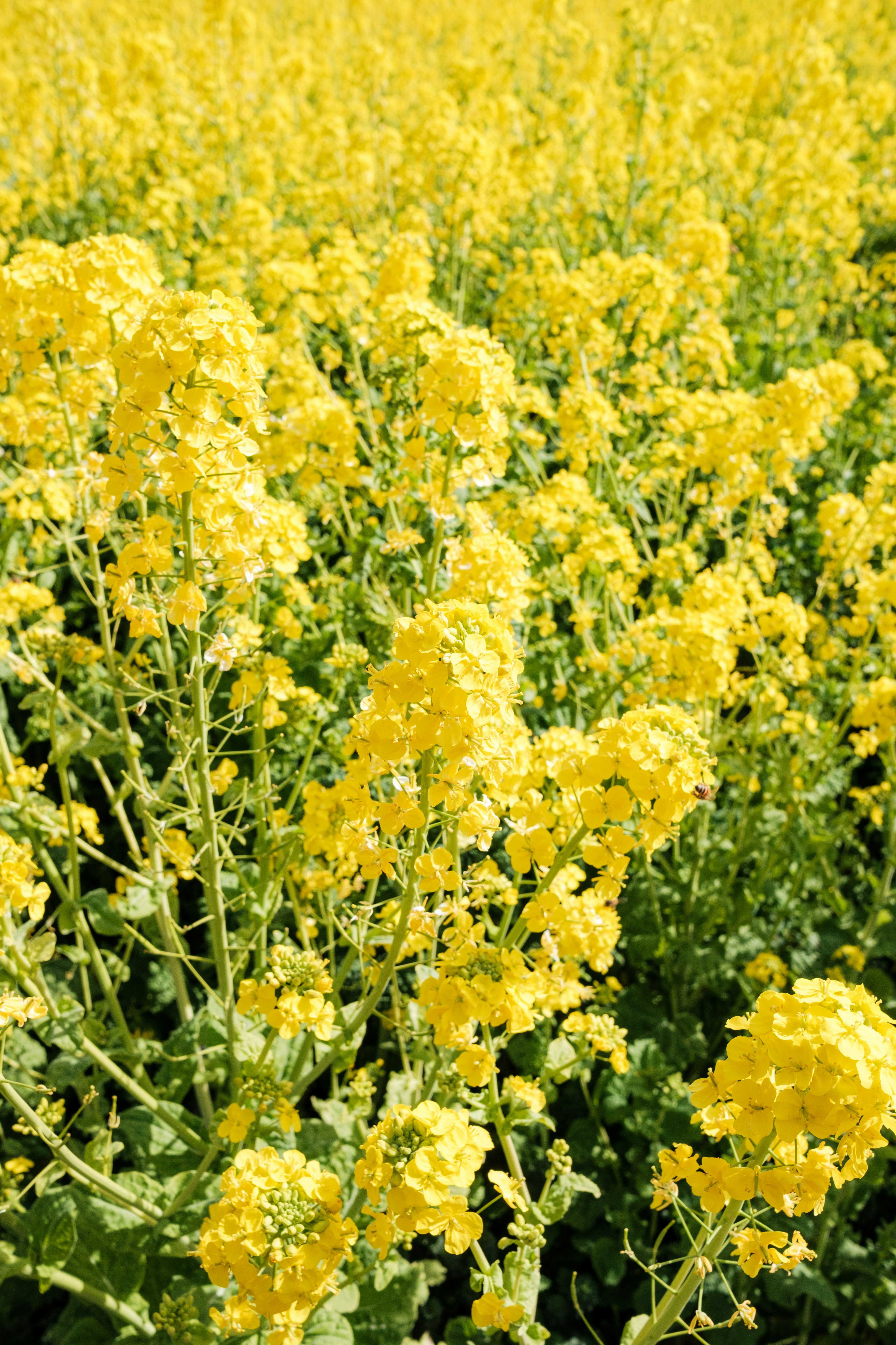 Vast field of bright yellow rapeseed flowers