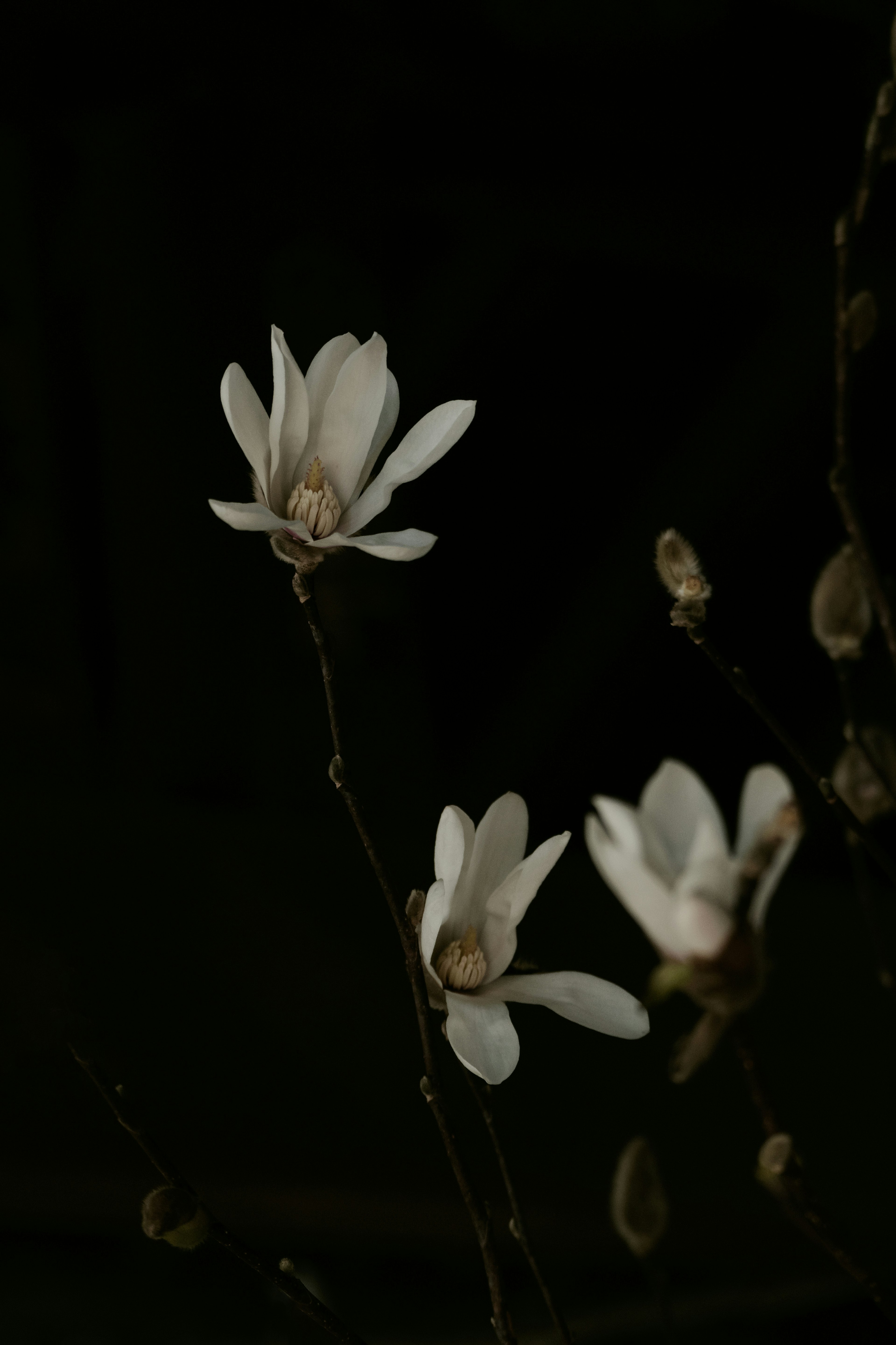 Cabang magnolia dengan bunga putih di latar belakang gelap