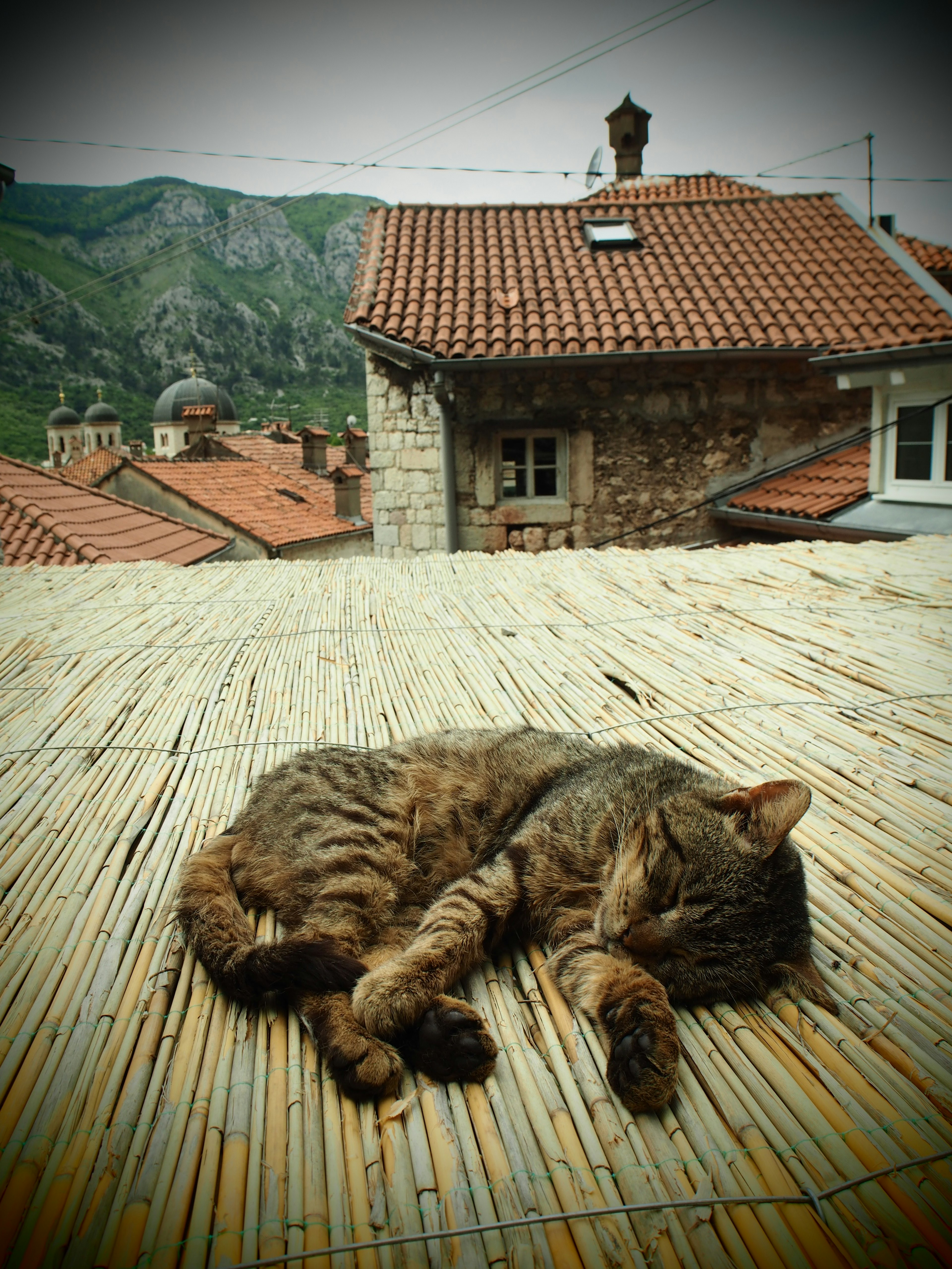 A cat sleeping on a rooftop with old houses in the background