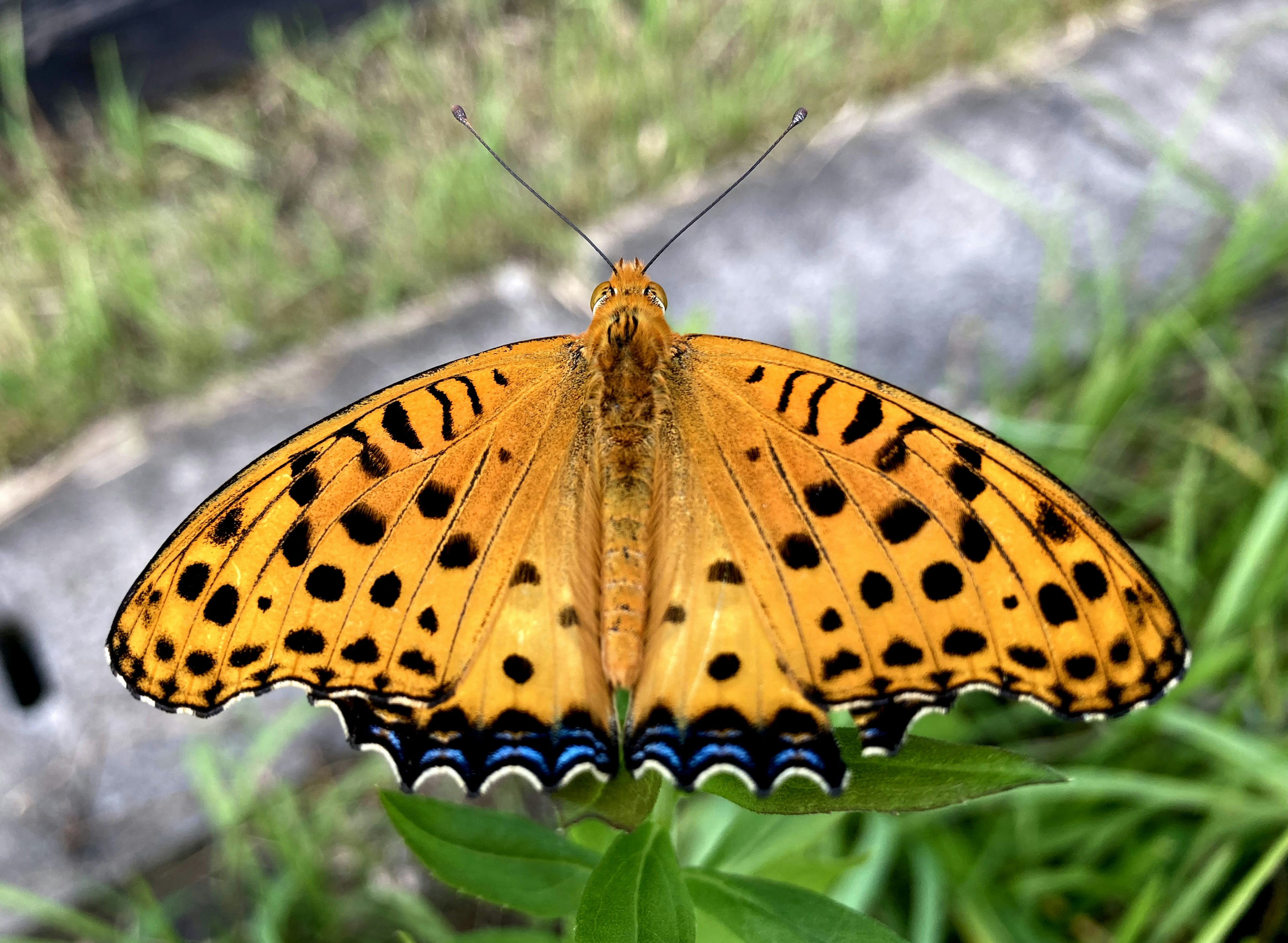 Farfalla arancione appollaiata su foglie verdi