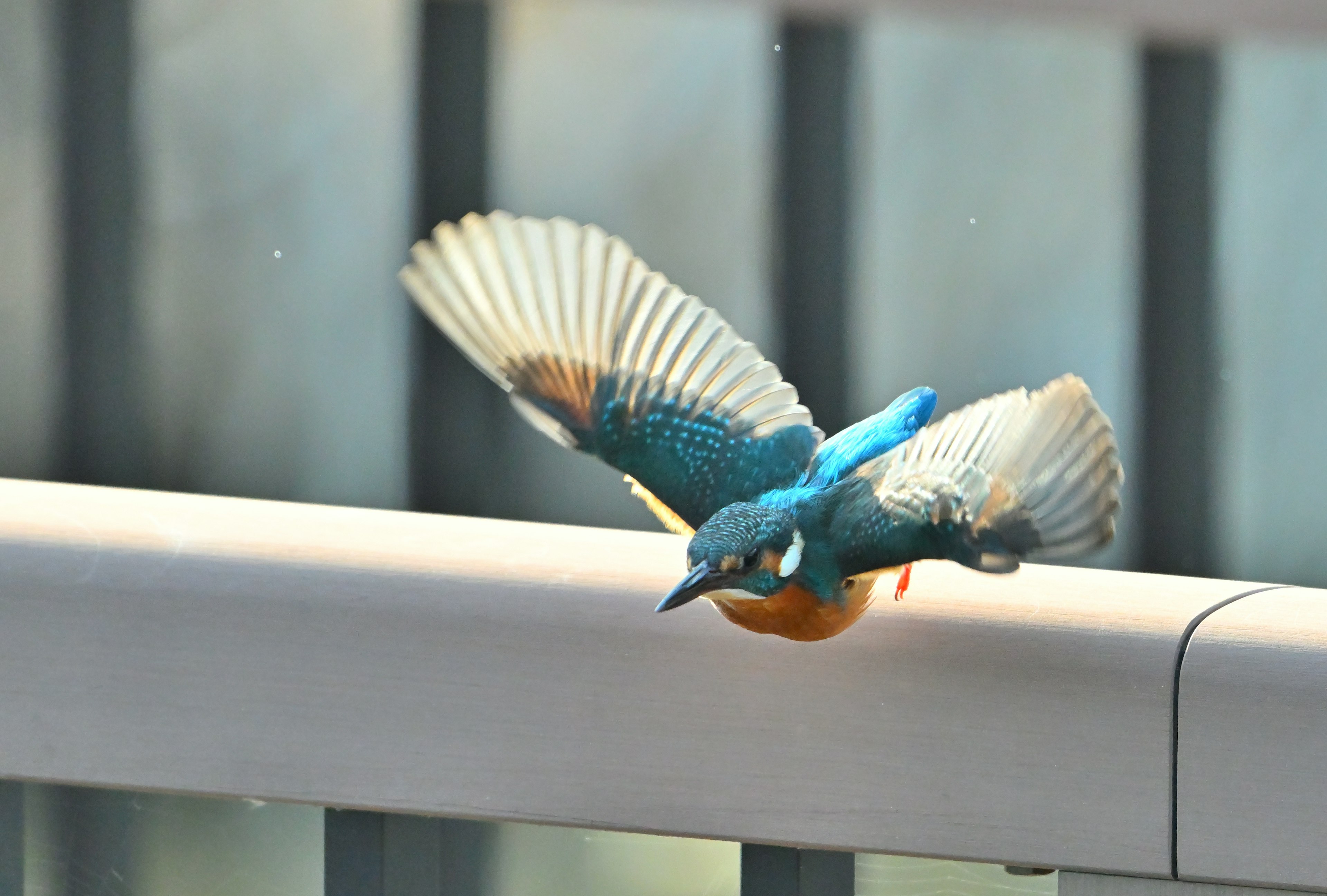 青い羽を持つカワセミが飛び立とうとしている様子