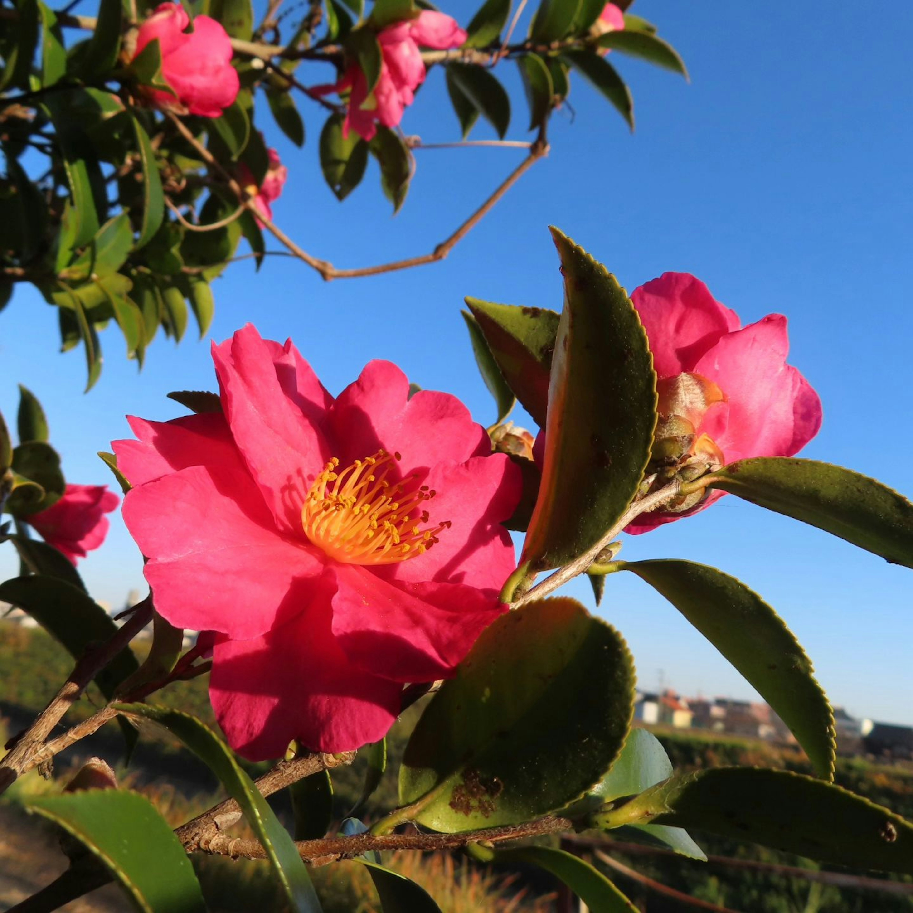 Flores de camelia rosa vibrante contra un cielo azul