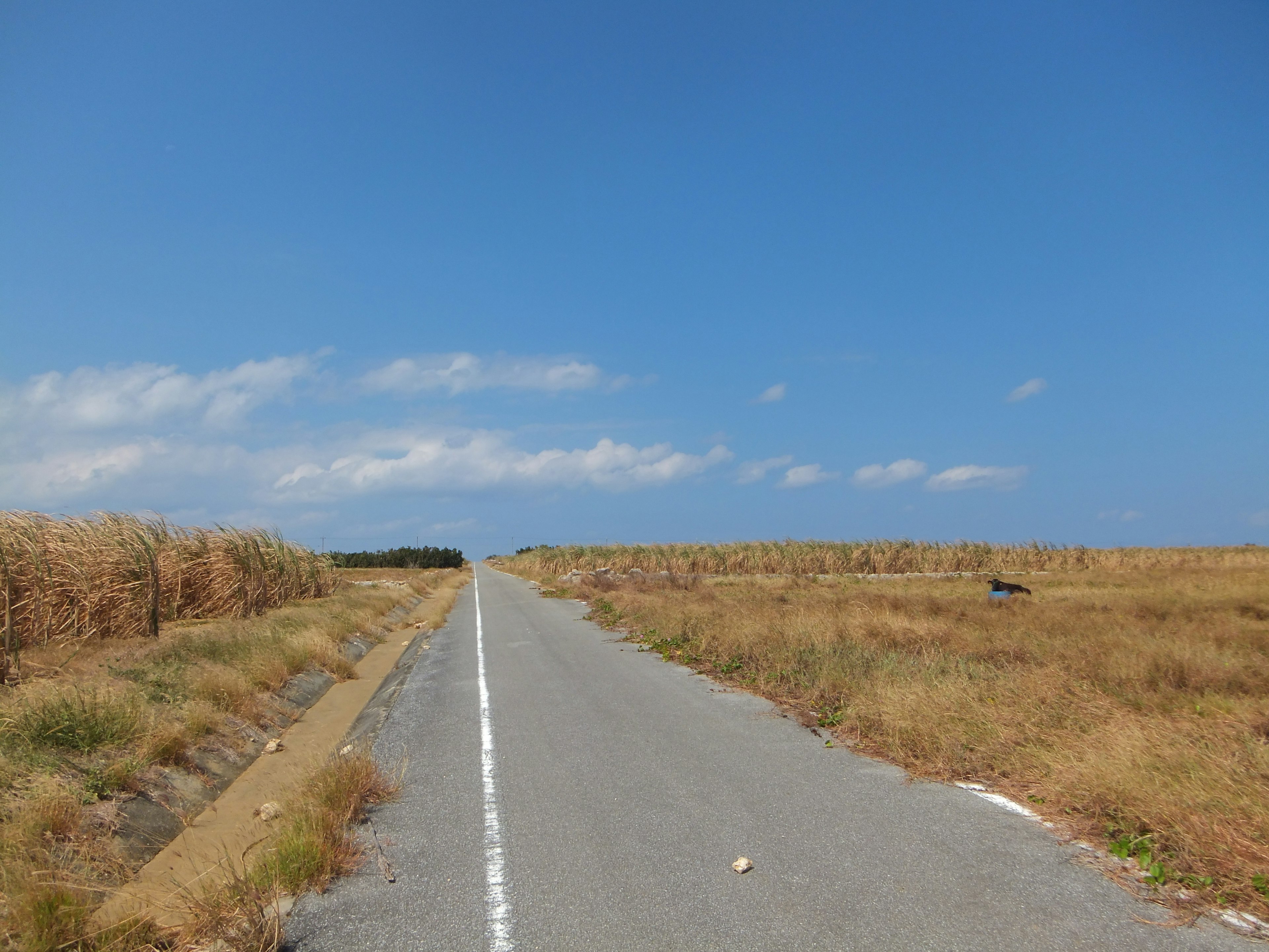 青い空の下の長い舗装道路と乾燥した草原