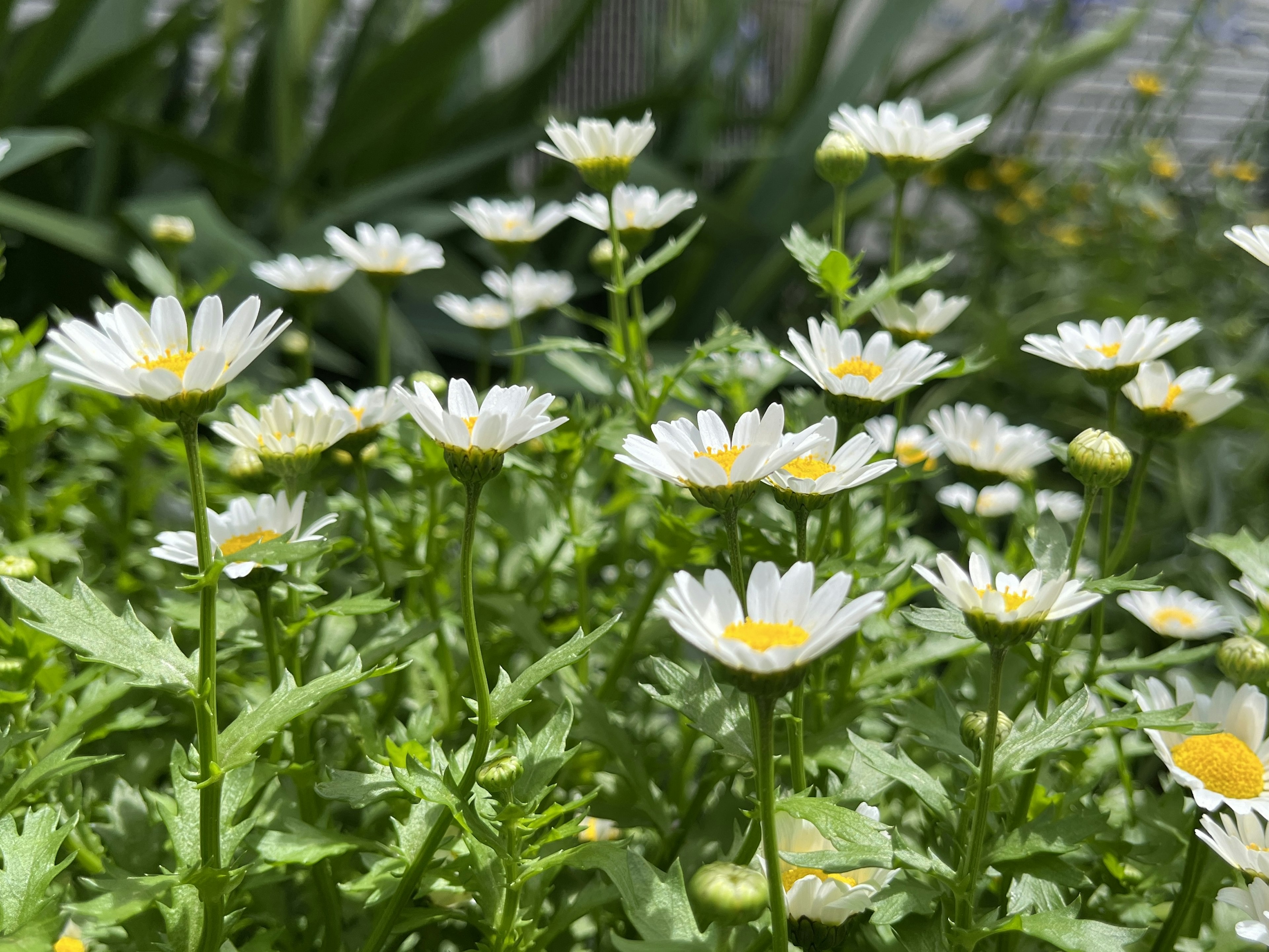 白い花びらと黄色い中心を持つ小さな花々が咲く緑の植物の群生