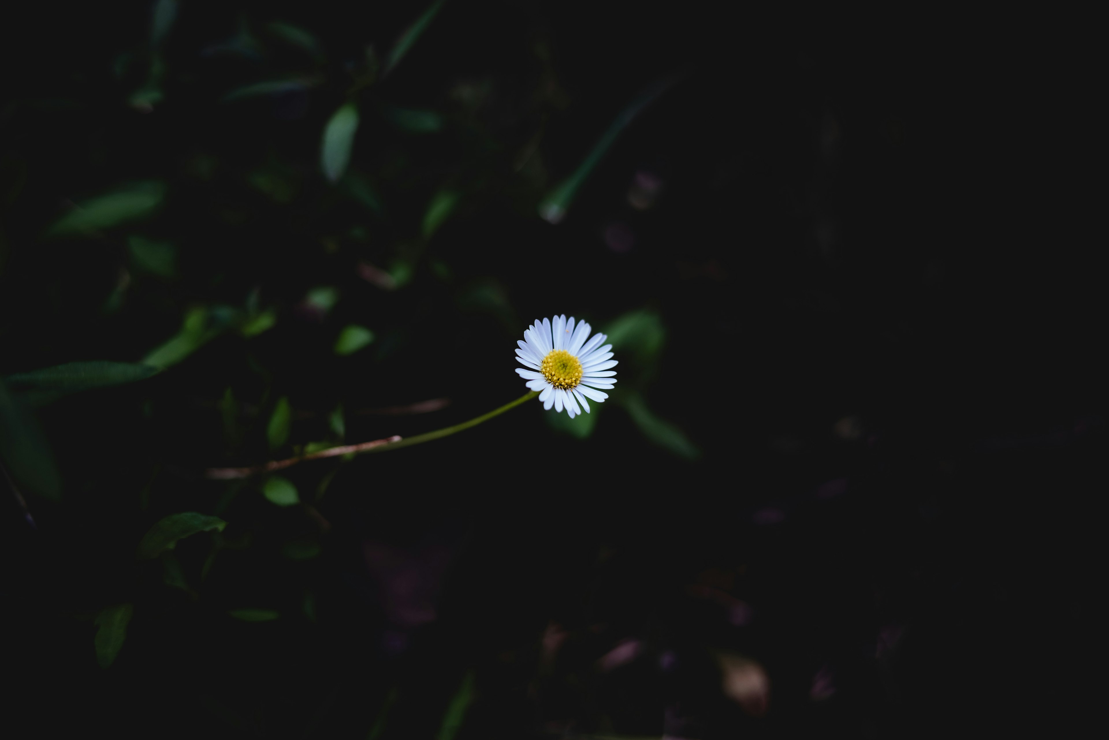 Un fiore bianco con un centro giallo su uno sfondo scuro