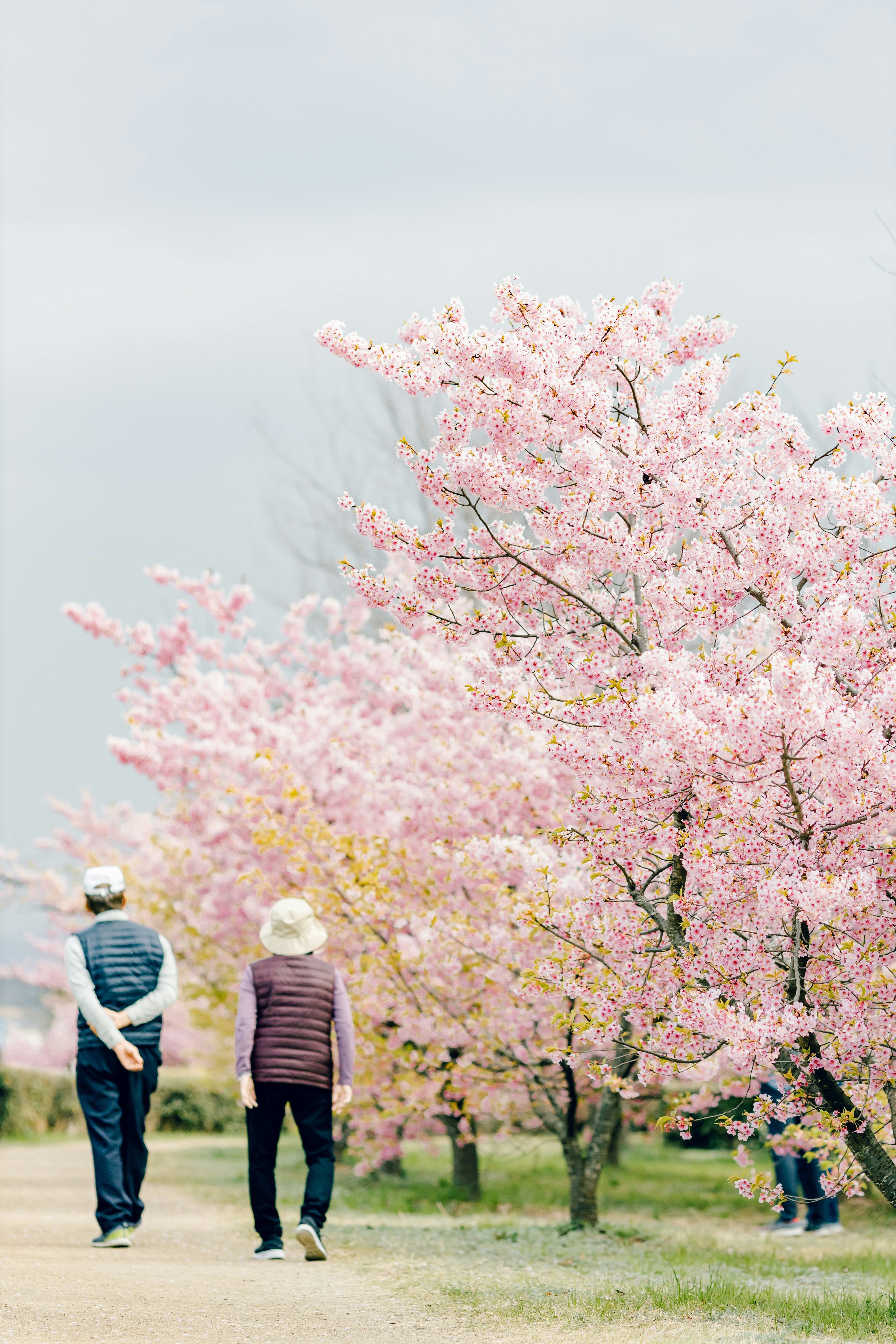 Dos personas caminando por un camino bordeado de cerezos en flor