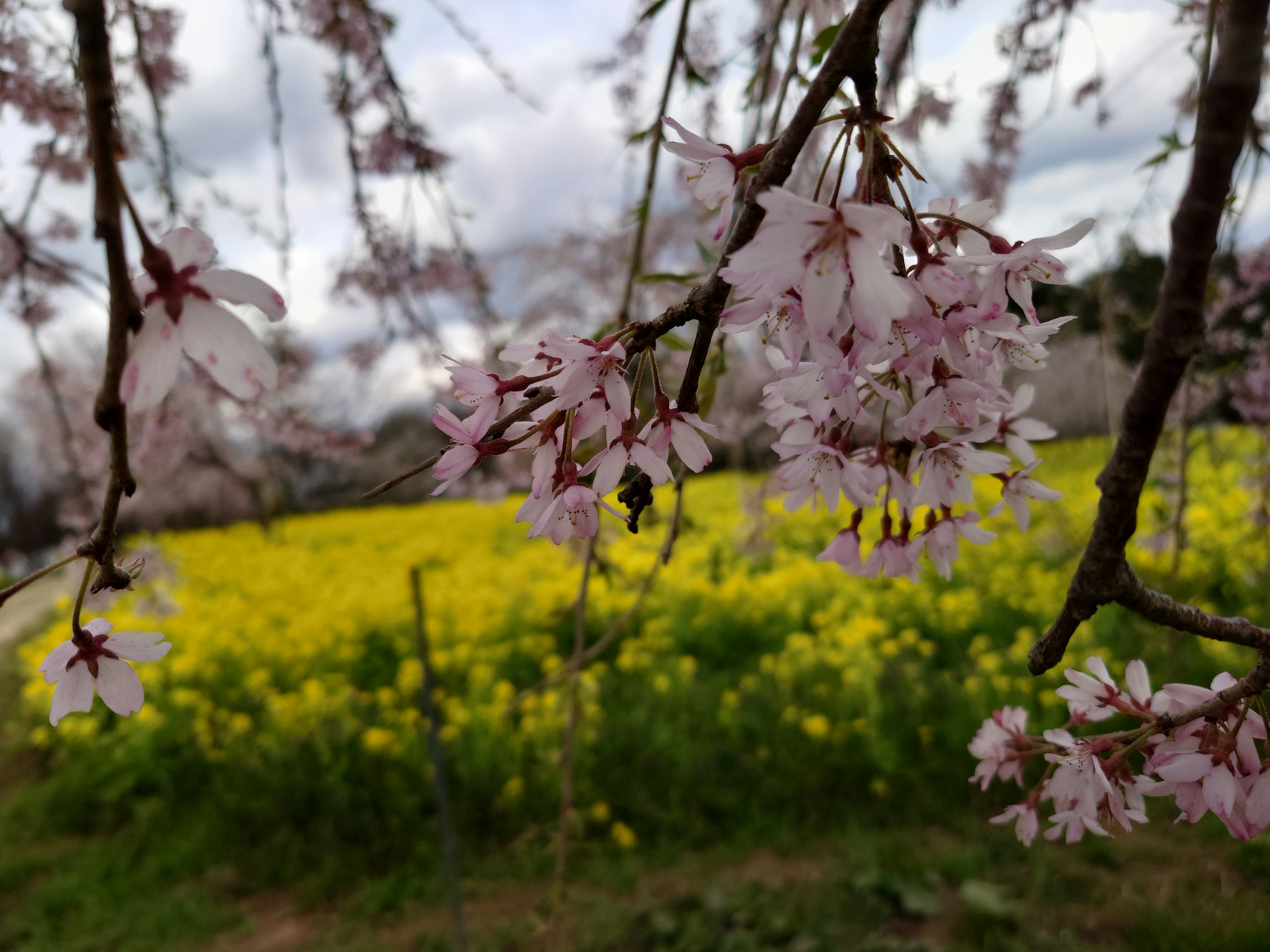 桜の花と黄色い菜の花の風景