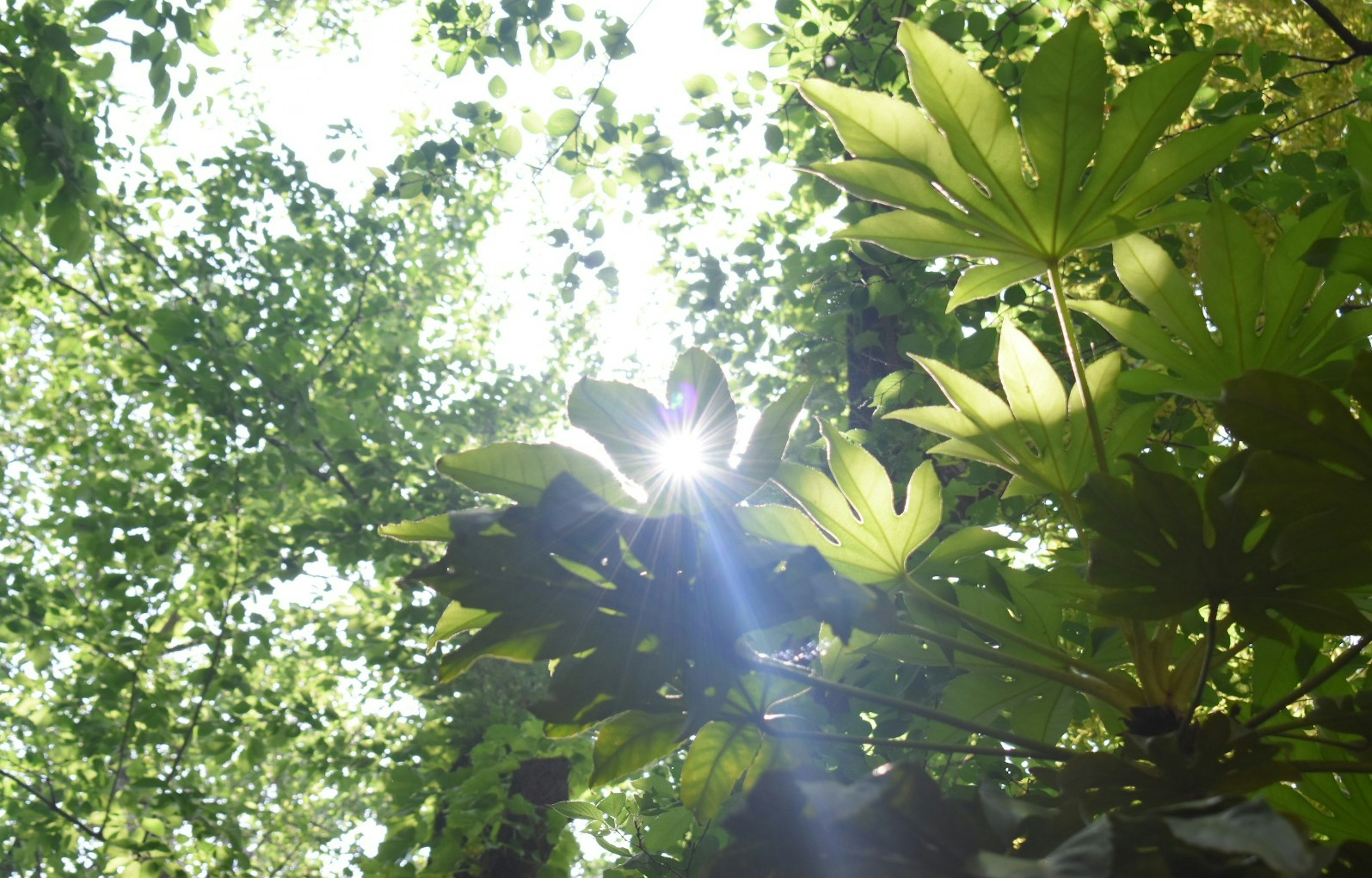 Luz del sol filtrando a través de hojas verdes en un bosque