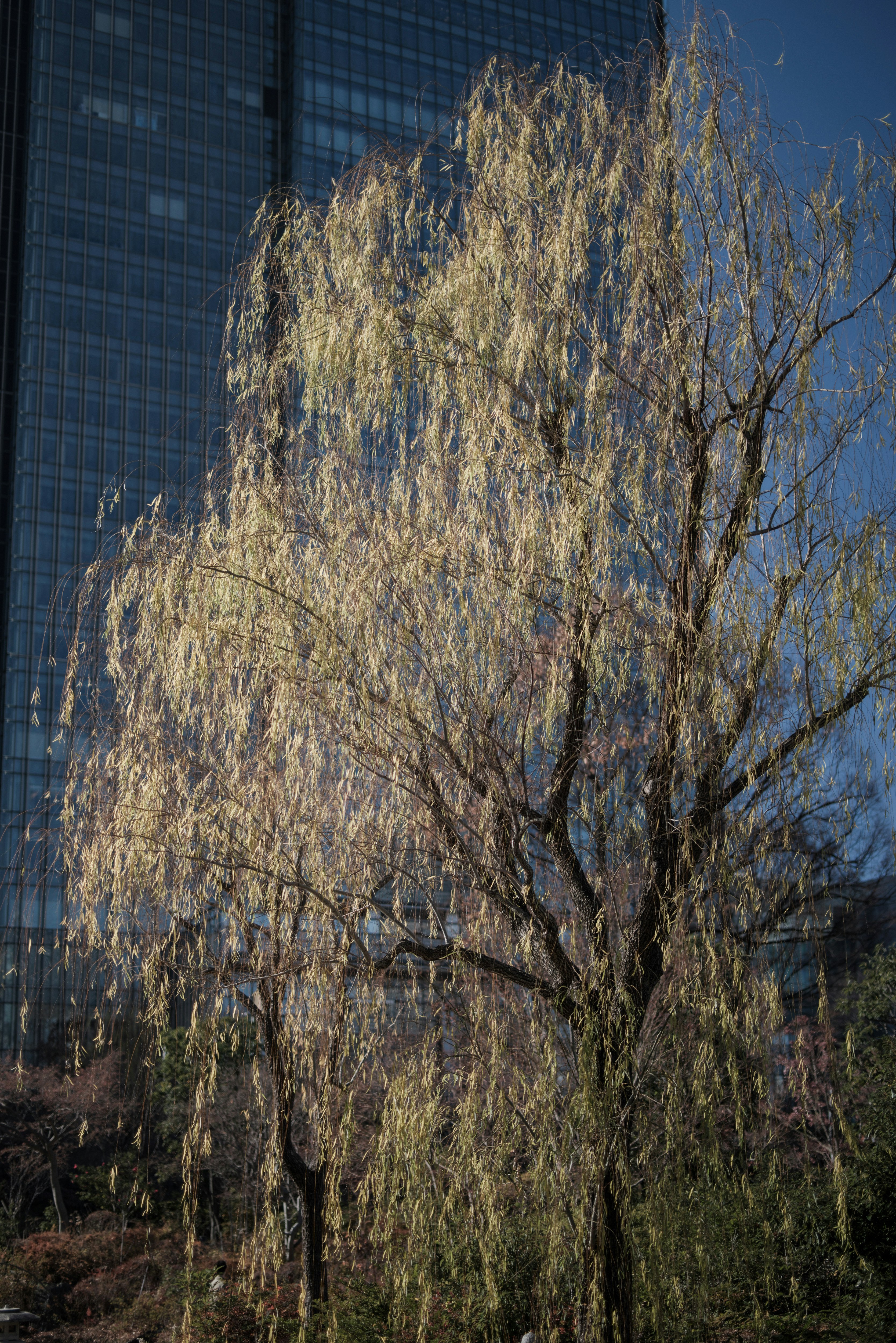 Weidenbaum im Frühling vor einem Wolkenkratzer