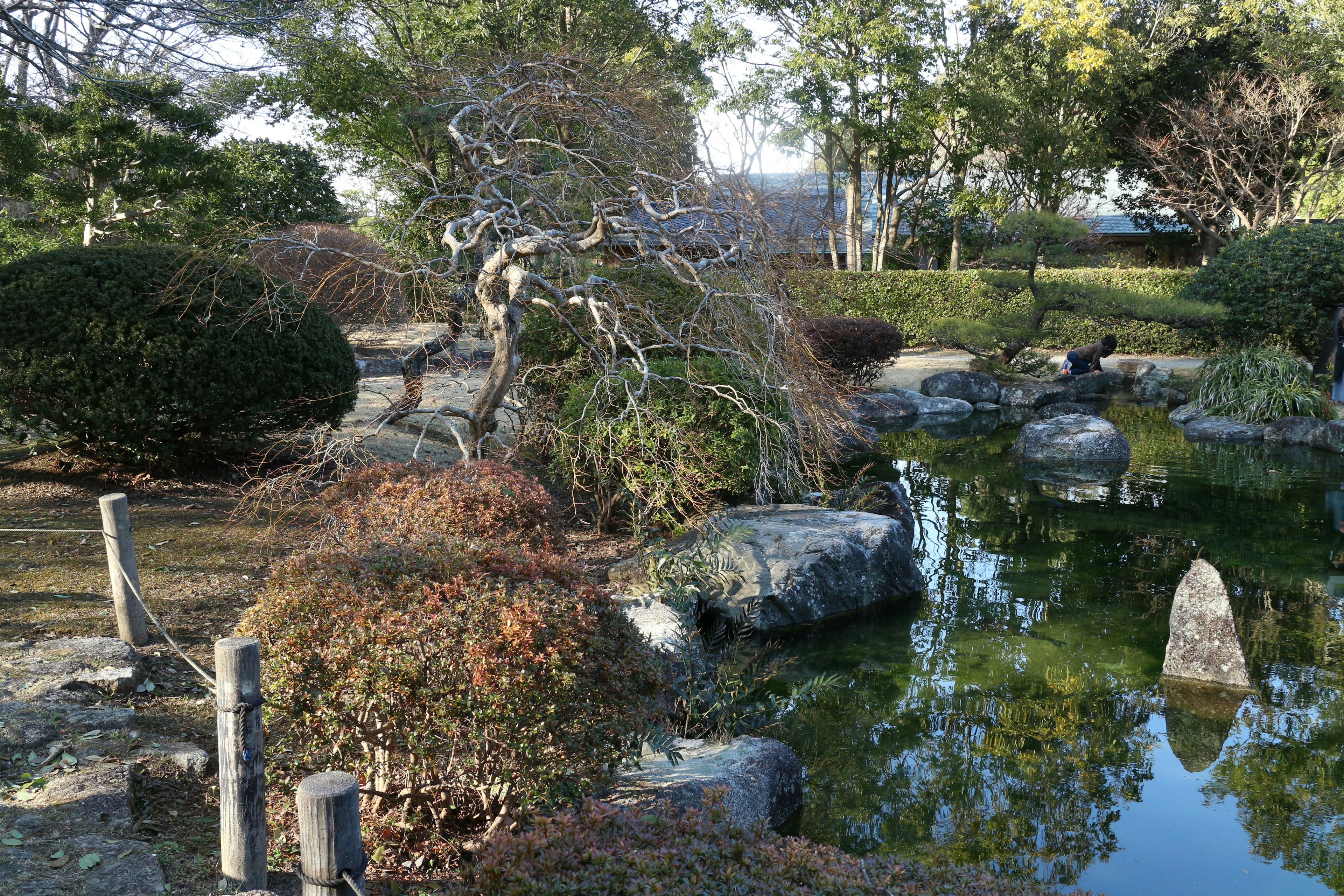 宁静的日本花园场景，有池塘、石头和和谐的树木