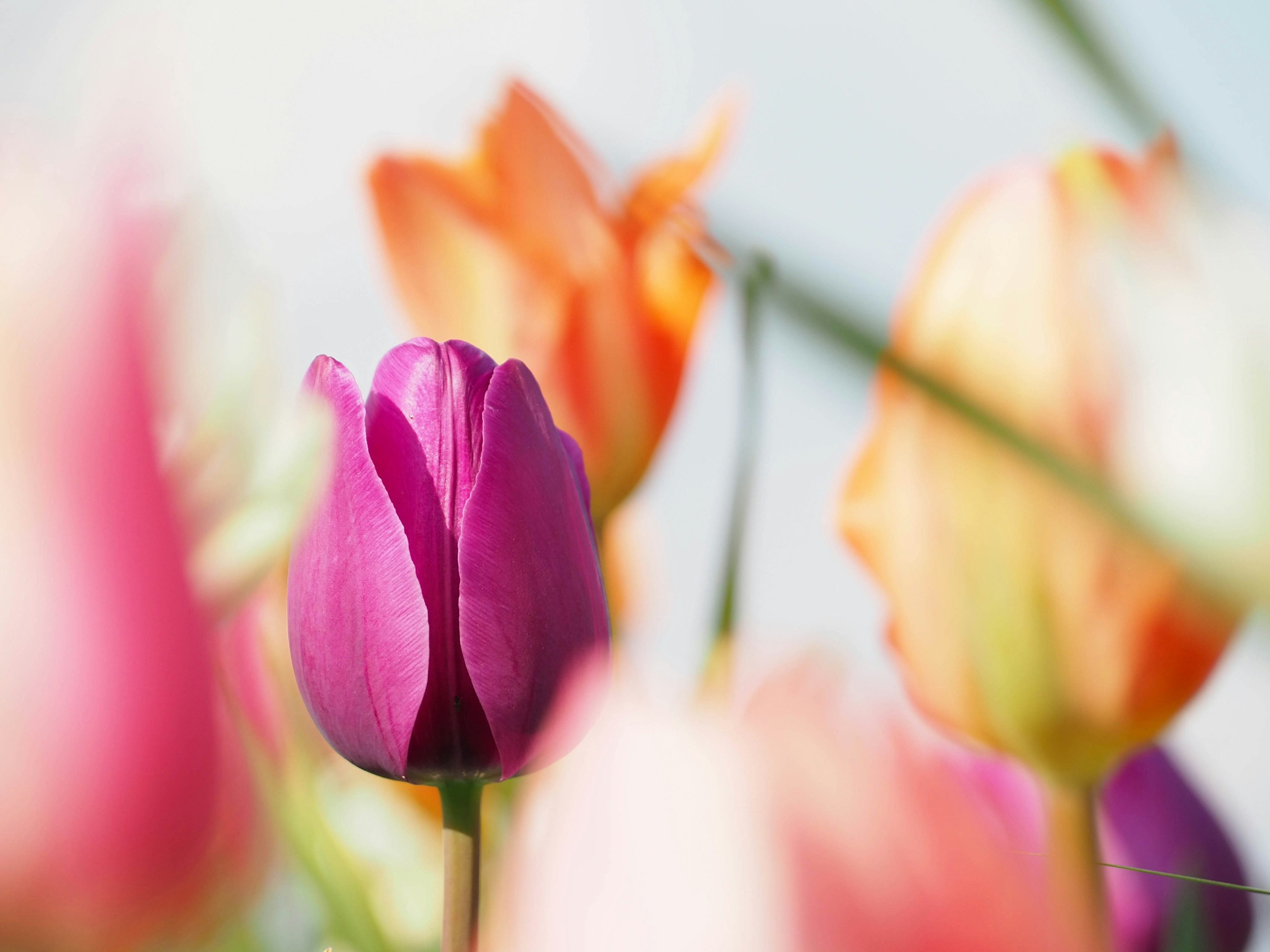 A vibrant purple tulip stands out among a field of colorful tulips