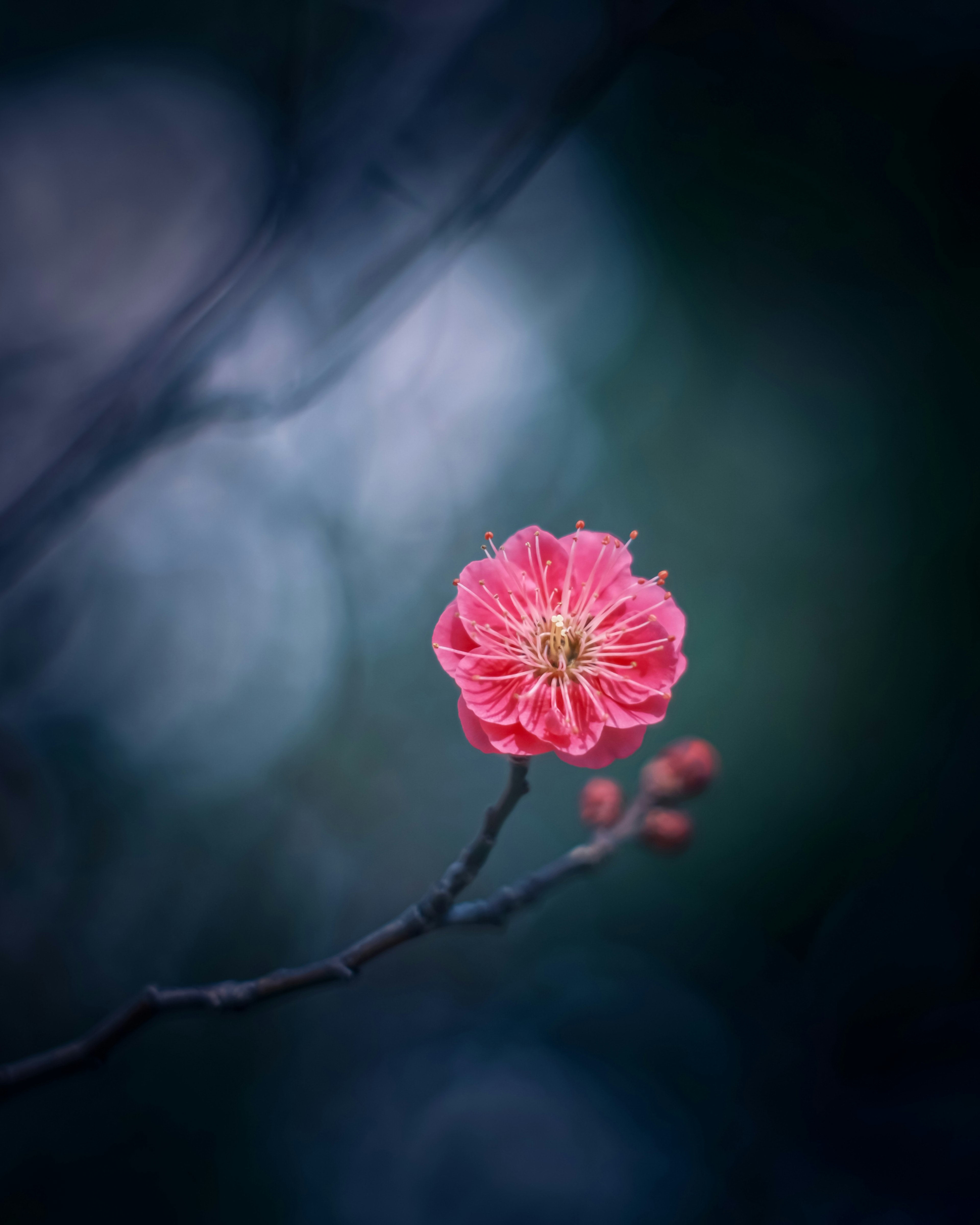 Fiore rosa vibrante con gemme su uno sfondo blu morbido