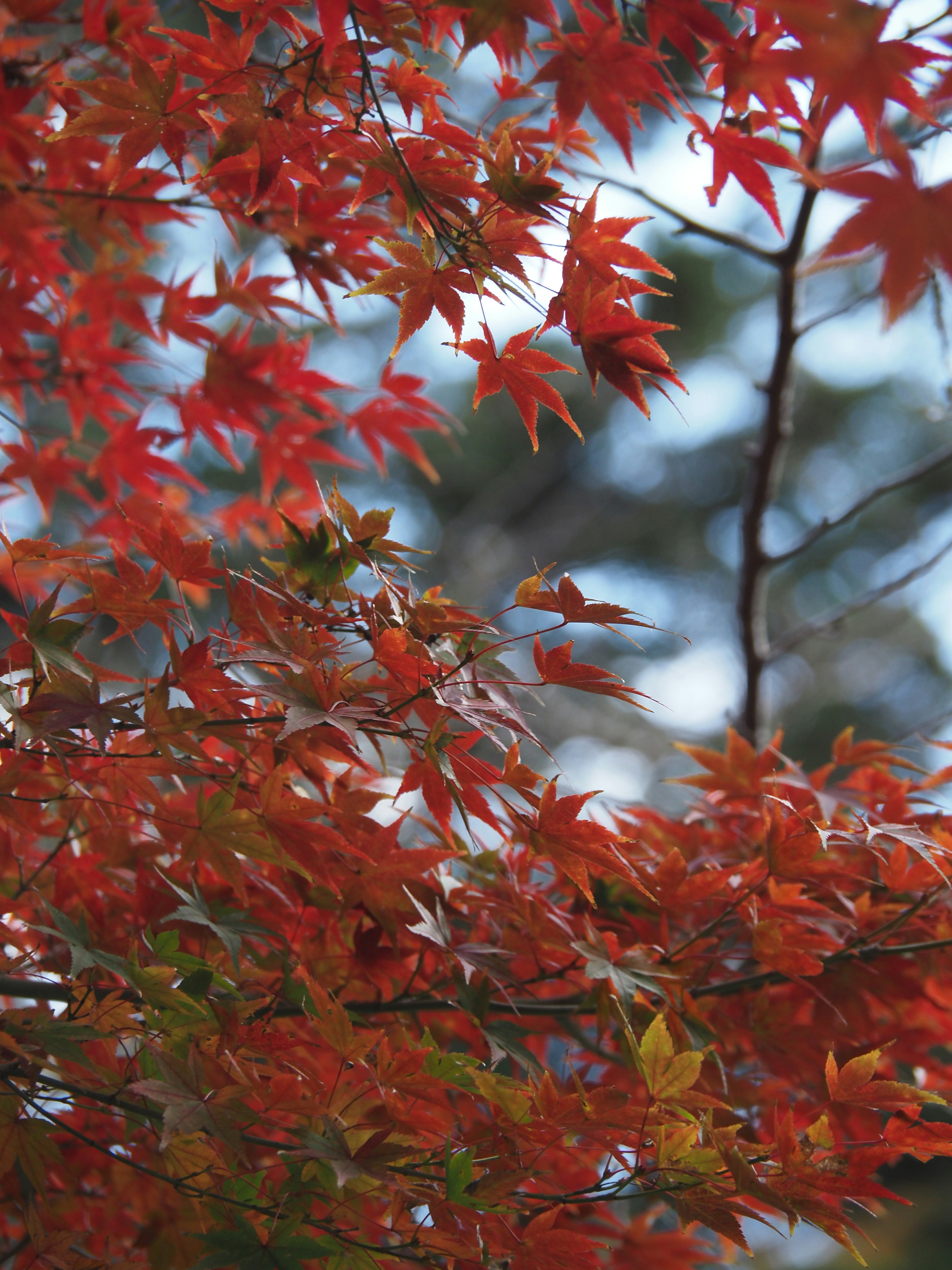 Acercamiento de un árbol de arce con hojas rojas vibrantes