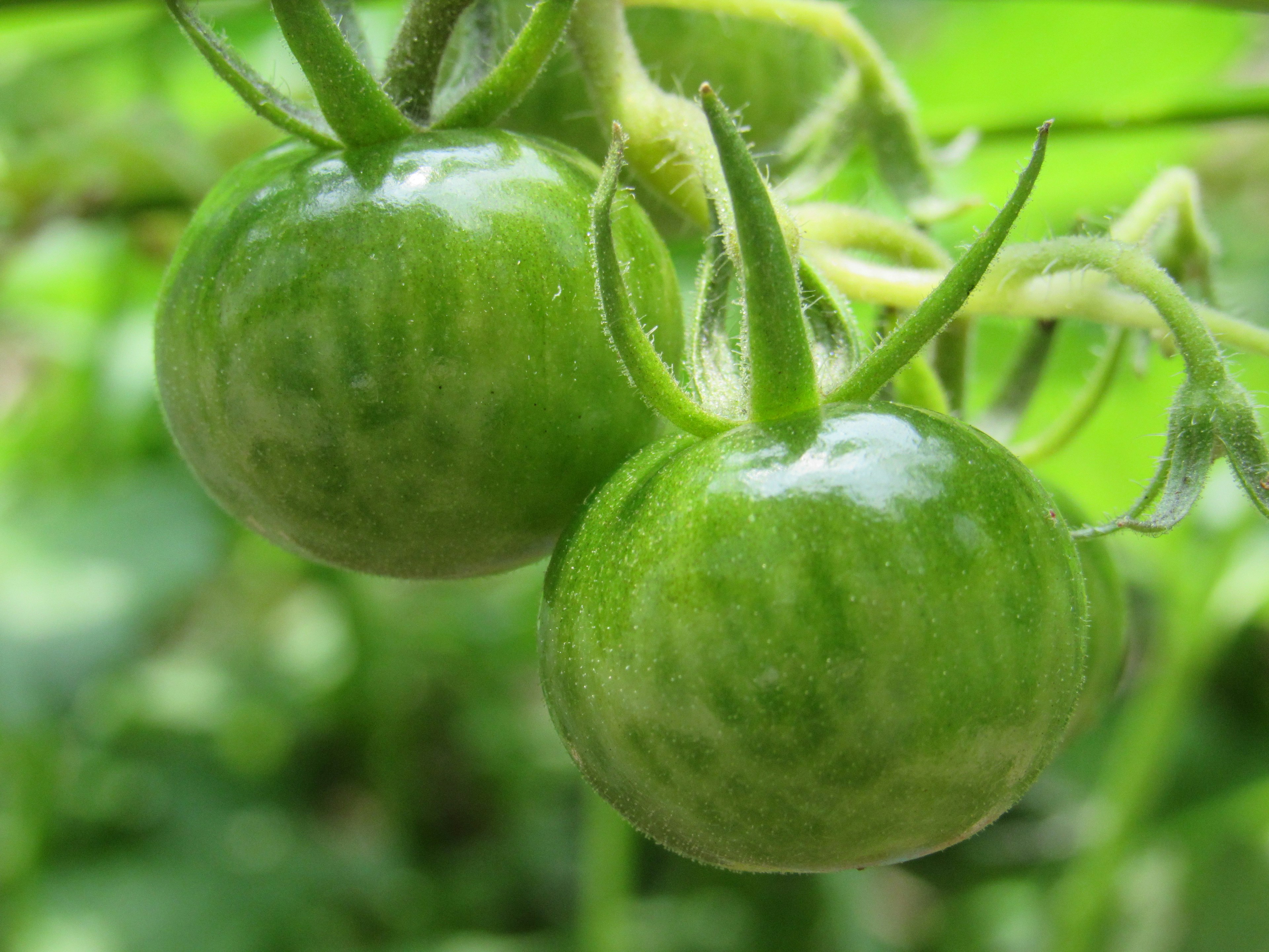 Two green unripe tomatoes on a vine