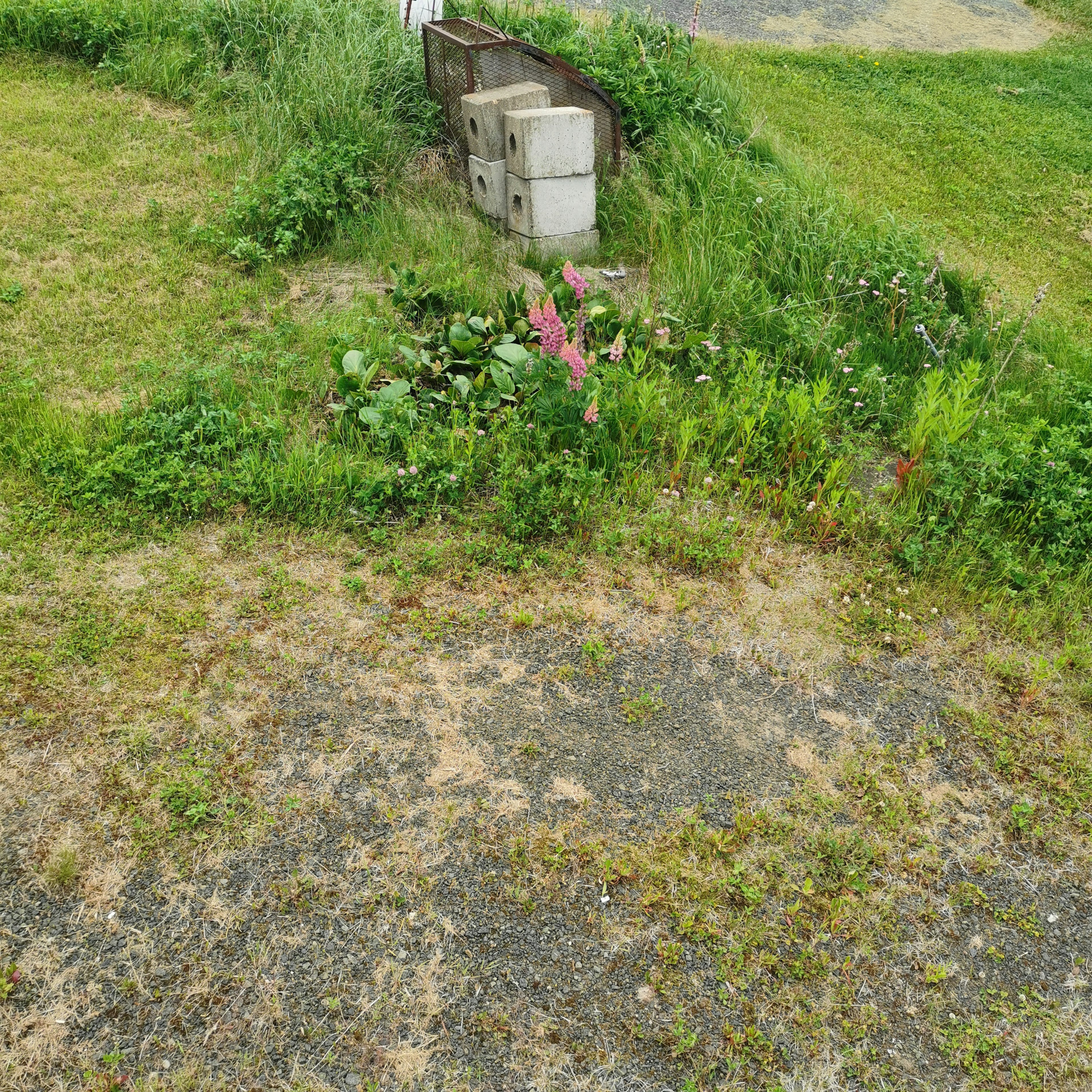 Paesaggio di un sentiero con erba verde lussureggiante e fiori Struttura in blocchi di cemento parzialmente circondata da terreno incolto