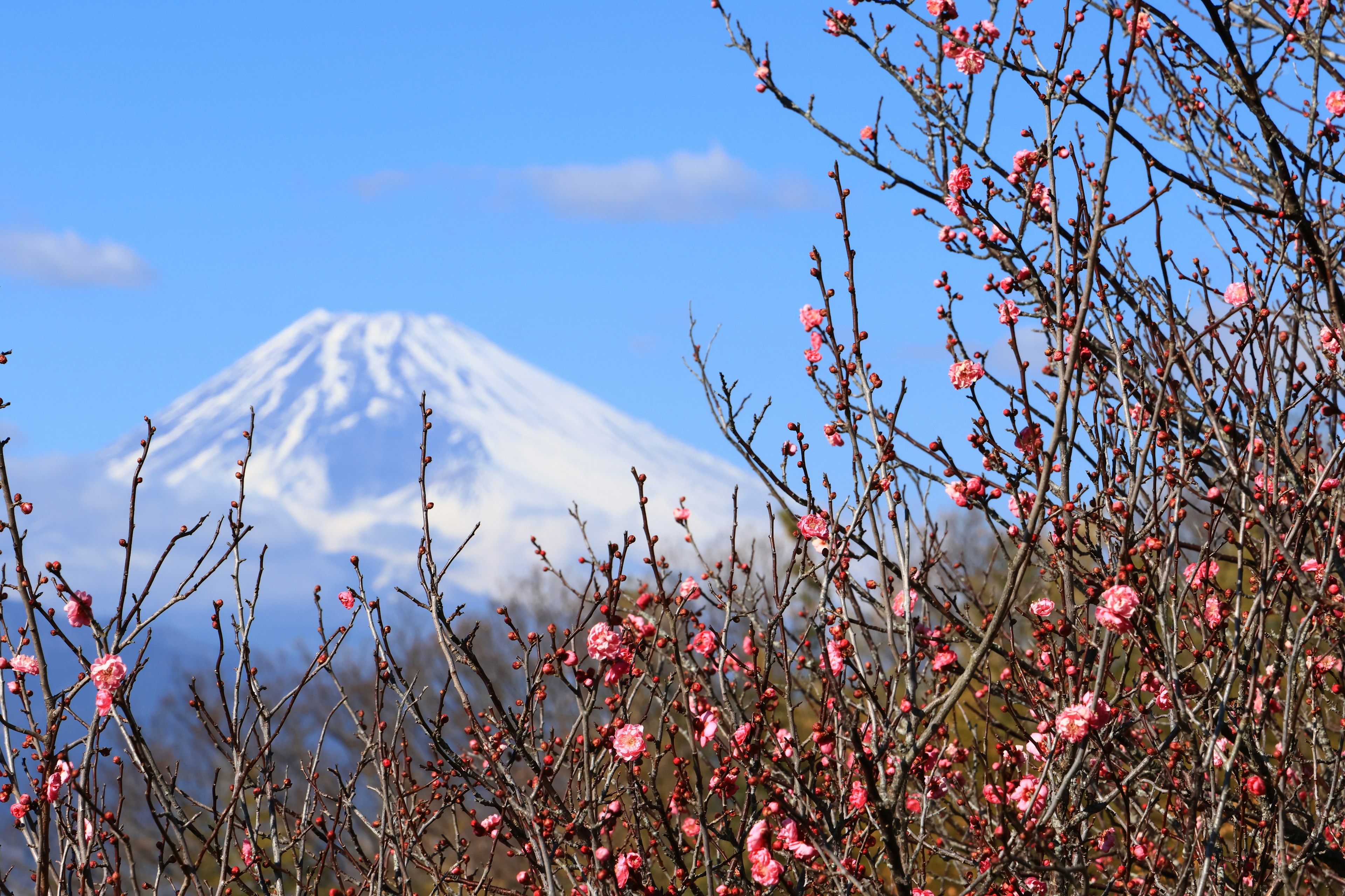 Bellissimo paesaggio di ciliegi in fiore con il monte Fuji sullo sfondo