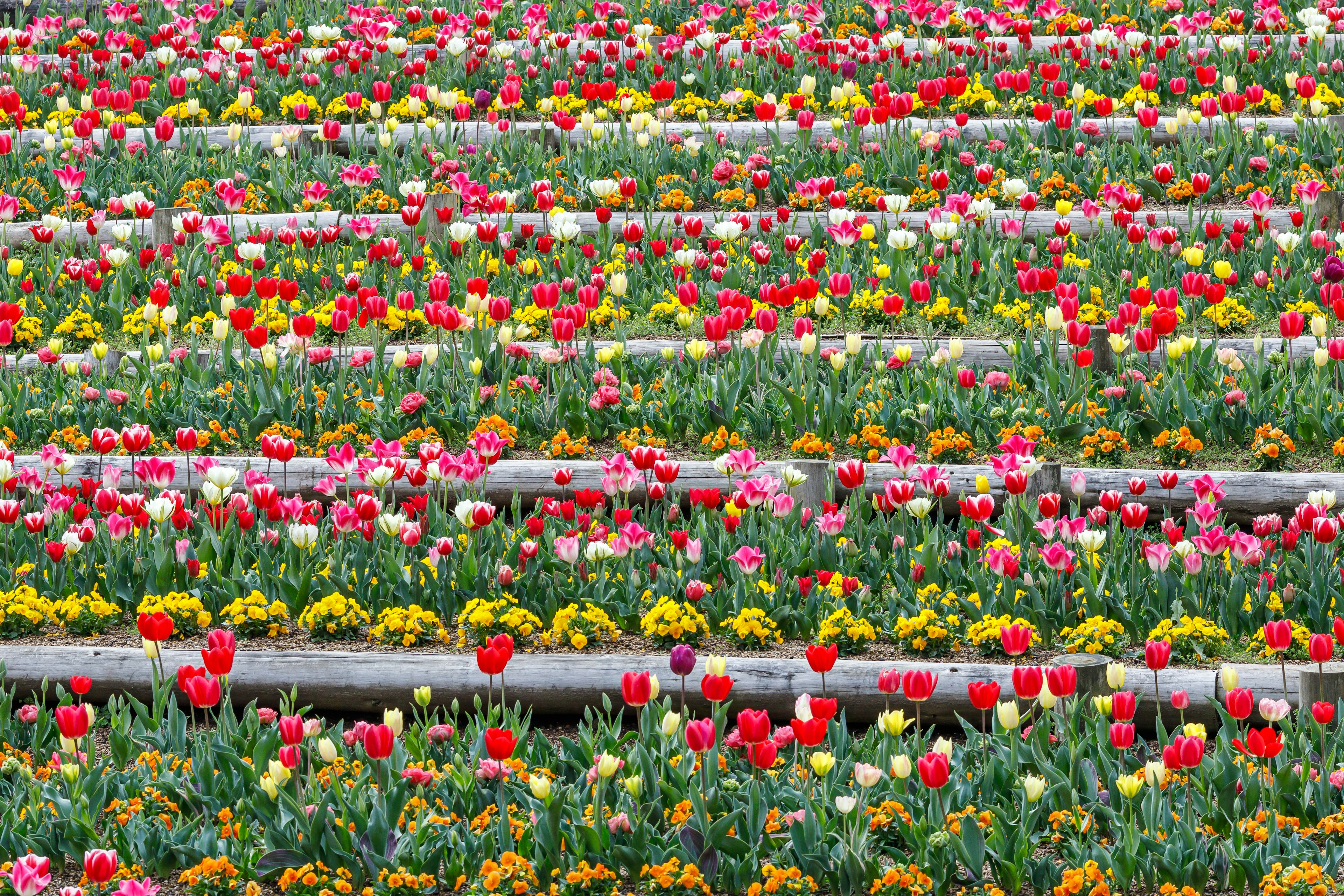 Campo de flores vibrante con filas de tulipanes coloridos