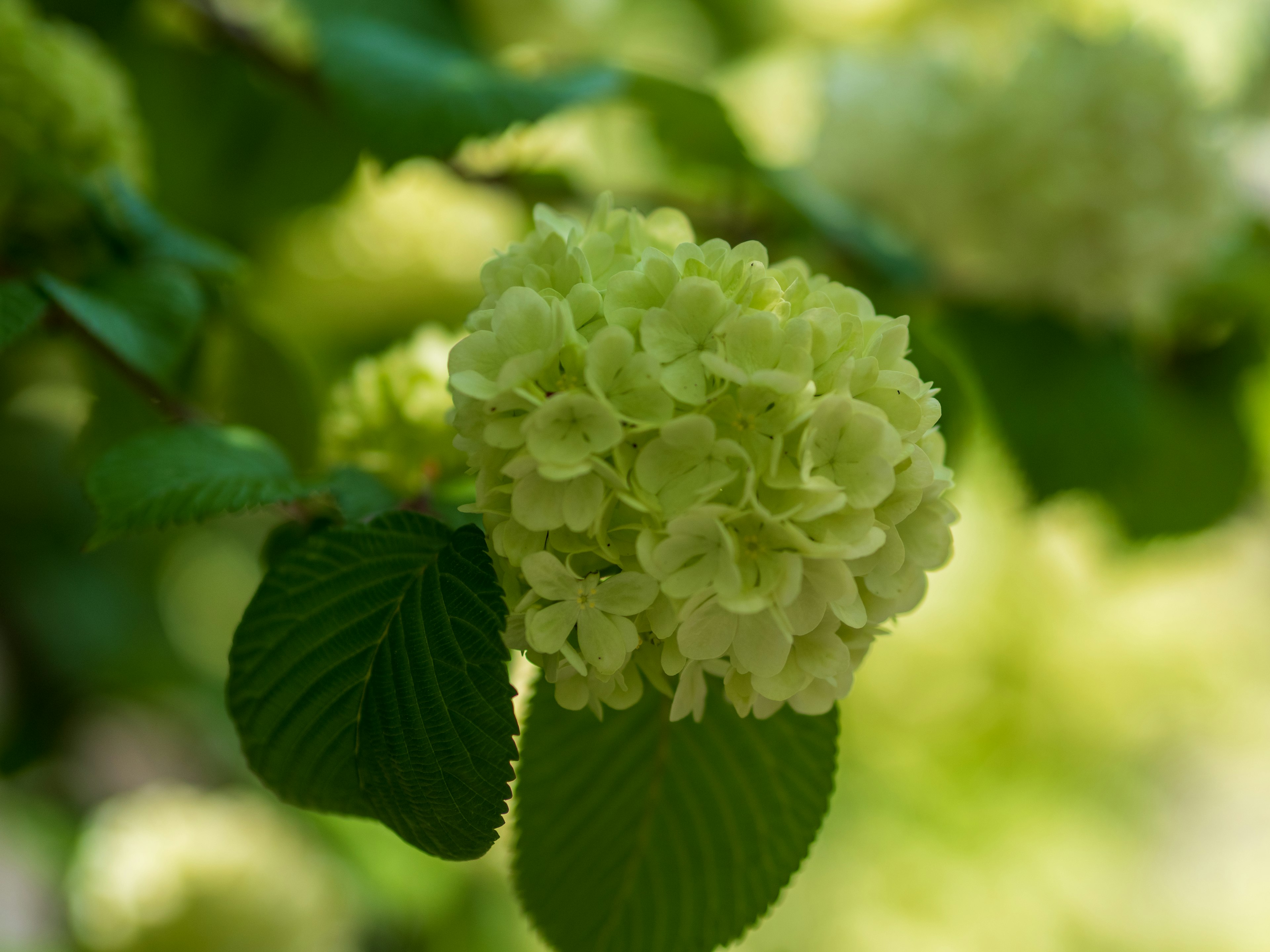 Primo piano di una pianta fiorita verde con foglie texturate