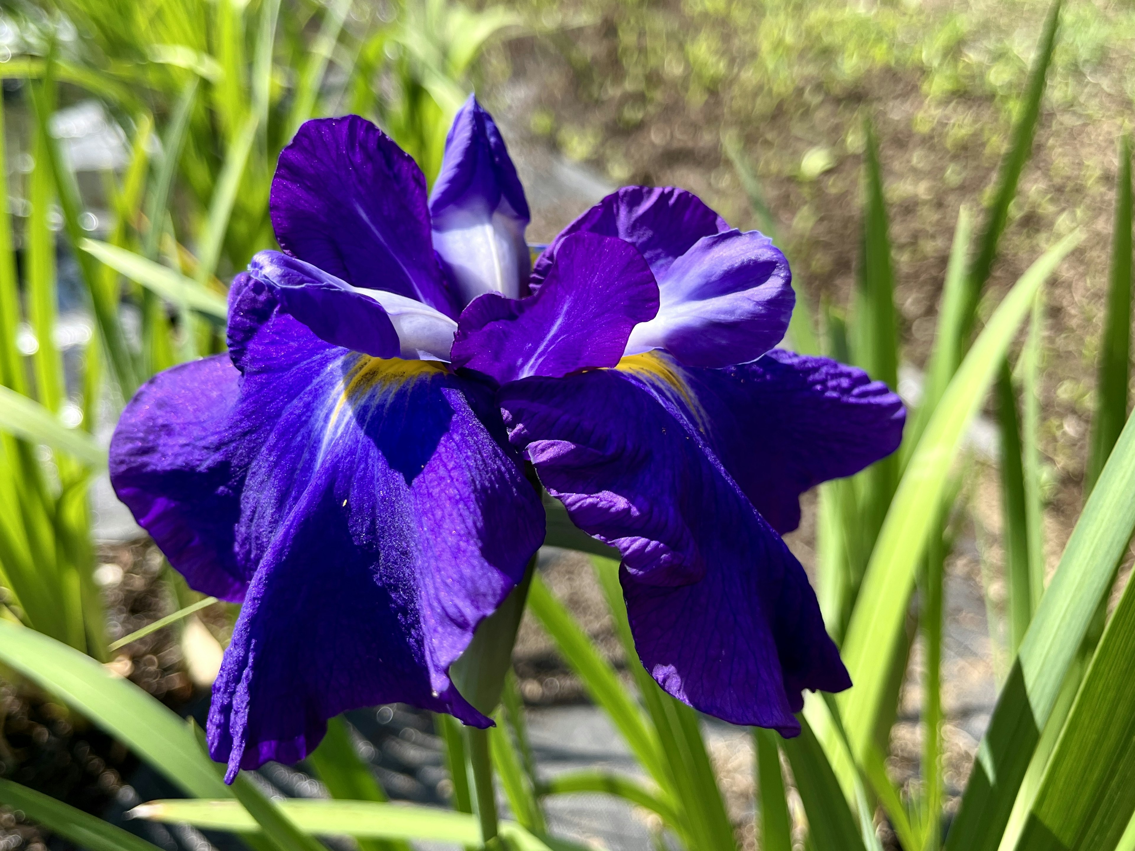 Fleur d'iris violette éclatante fleurissant parmi des feuilles vertes