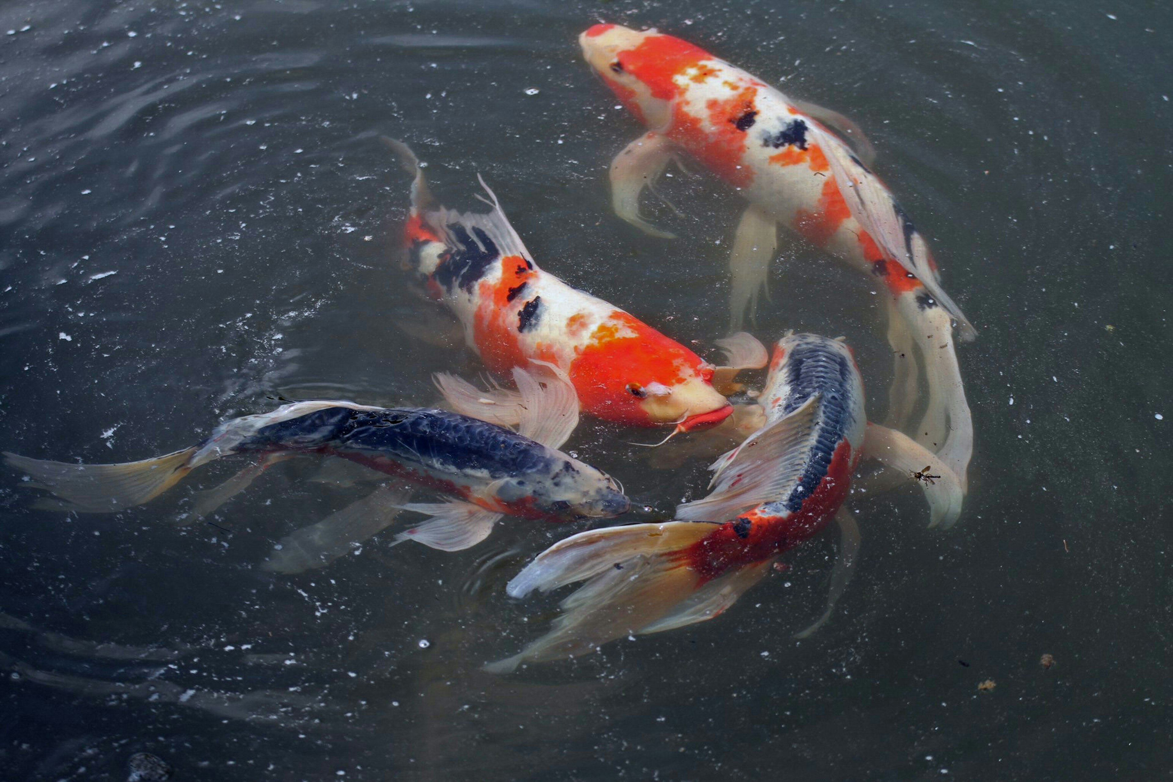 Sekelompok ikan koi berenang di air dengan pola merah dan putih yang mencolok