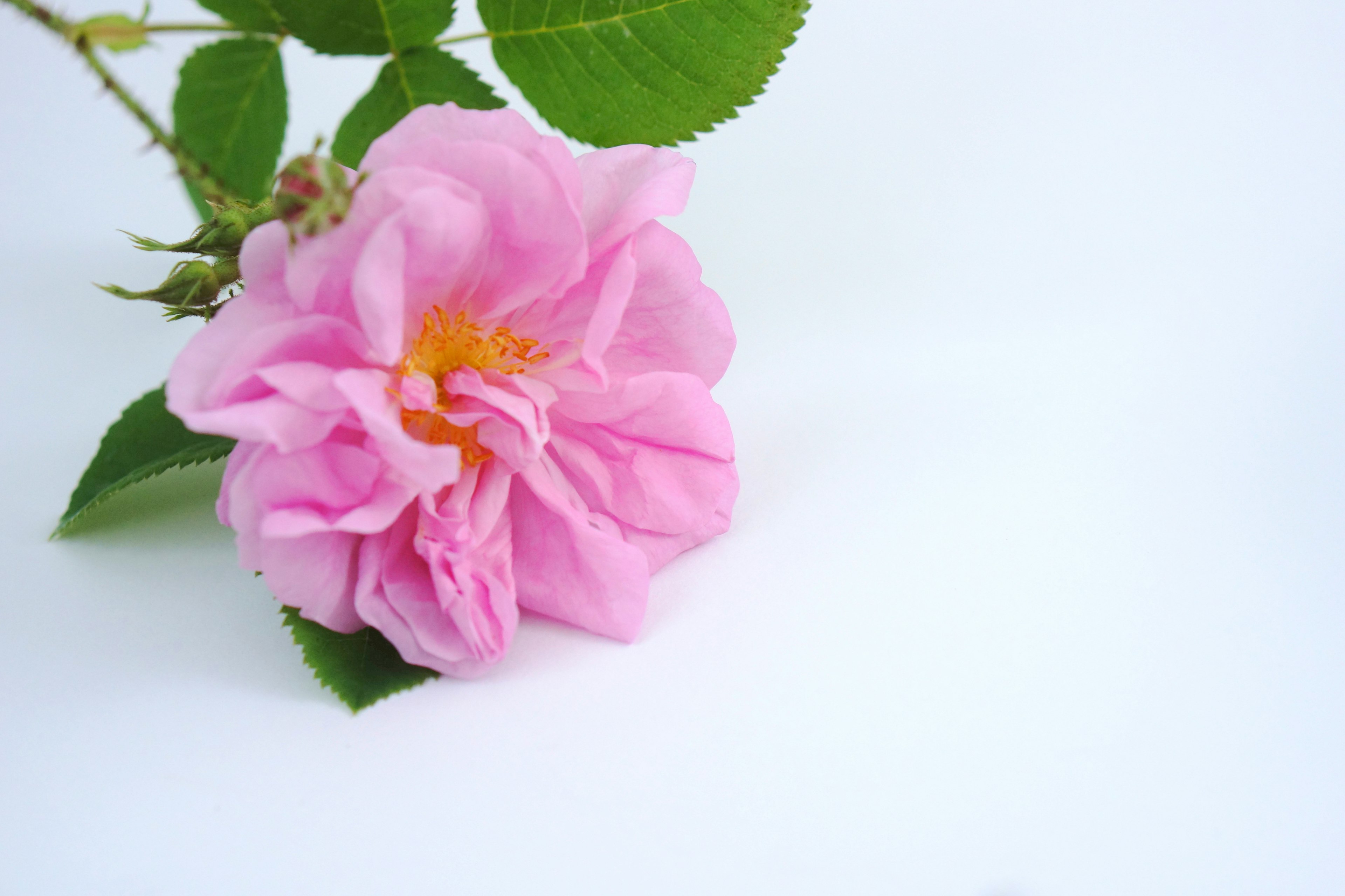 Flor de rosa rosa claro con hojas verdes